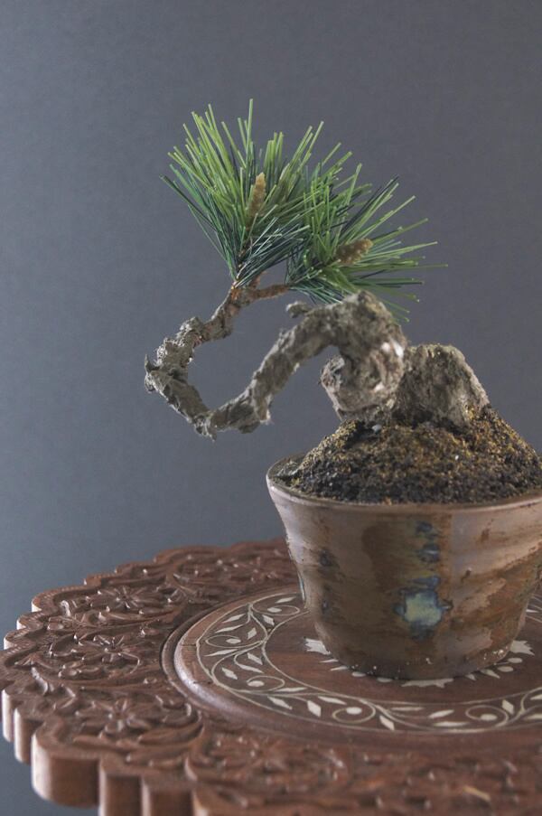盆栽 松 Pinetree Bonsai #76 | Oh! BONSAI