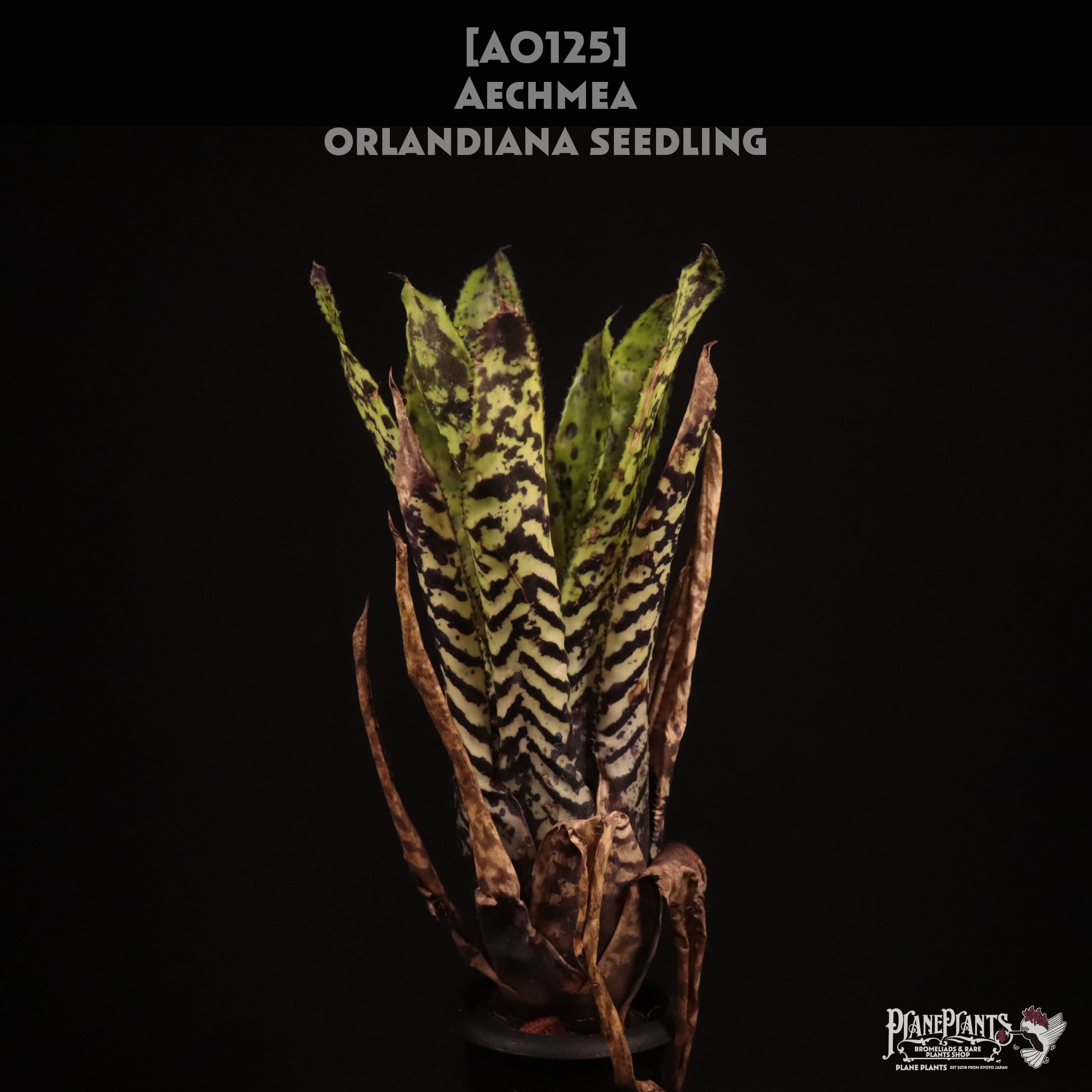 Aechmea ramosa var. festiva〔エクメア〕A0161