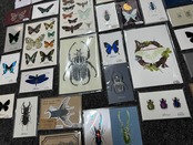 Thank you カード 5枚入り(コアオマイマイカブリ)箔押し