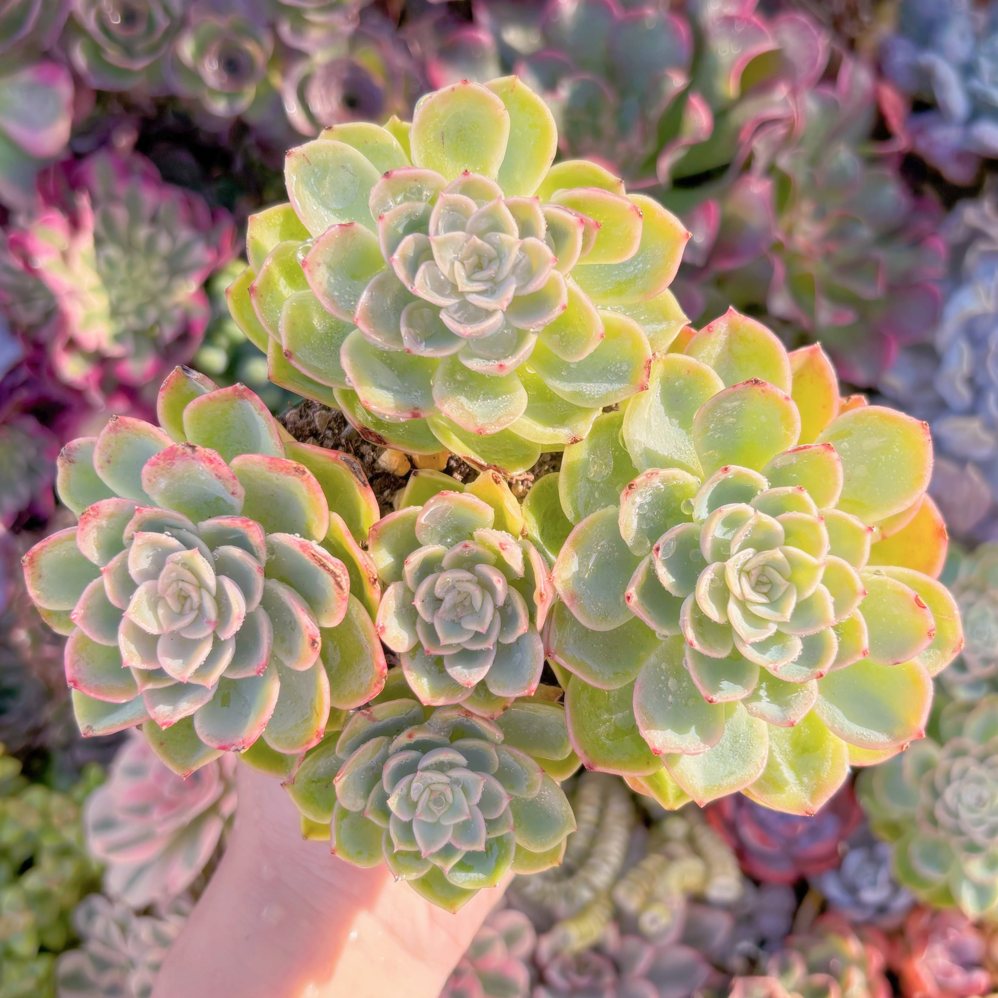 現品　メロン#A057　大群生　るる農園