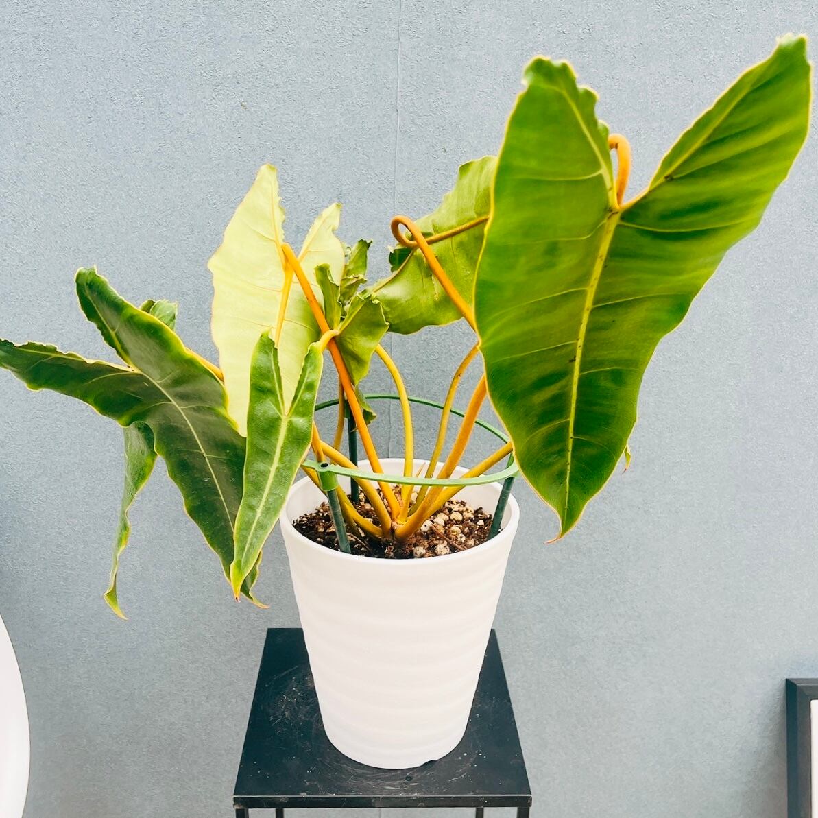 ［現品］【希少】ユッカ　ロストラータ　実生　短葉　幹立　10号　観葉植物　レア 現品］【希少】ユッカ ロストラータ 実生 短葉 幹立 10号 観葉