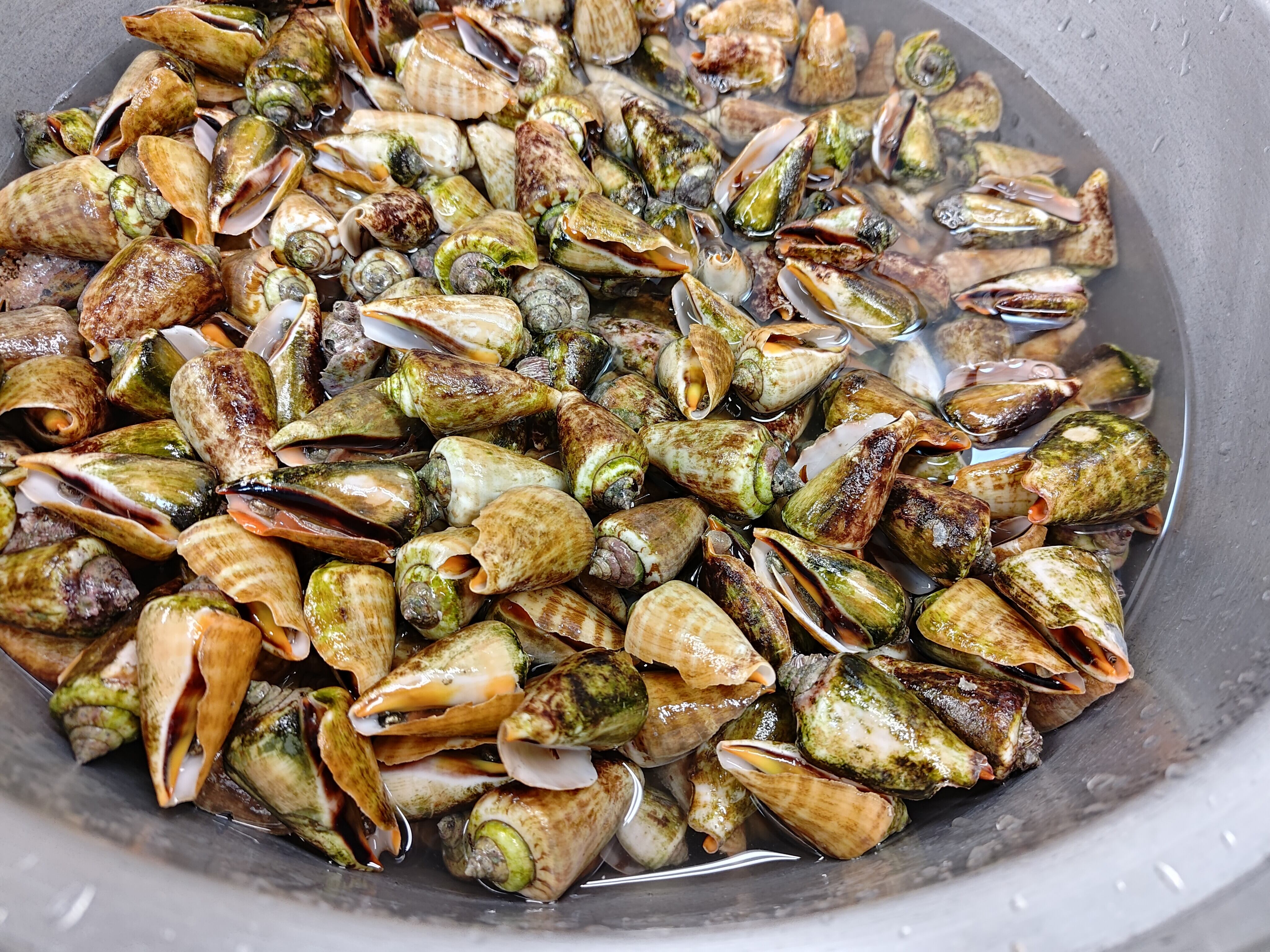 謹製】チャンバラ貝/マガキガイ/特大サイズ/酒茹で/500g【冷凍