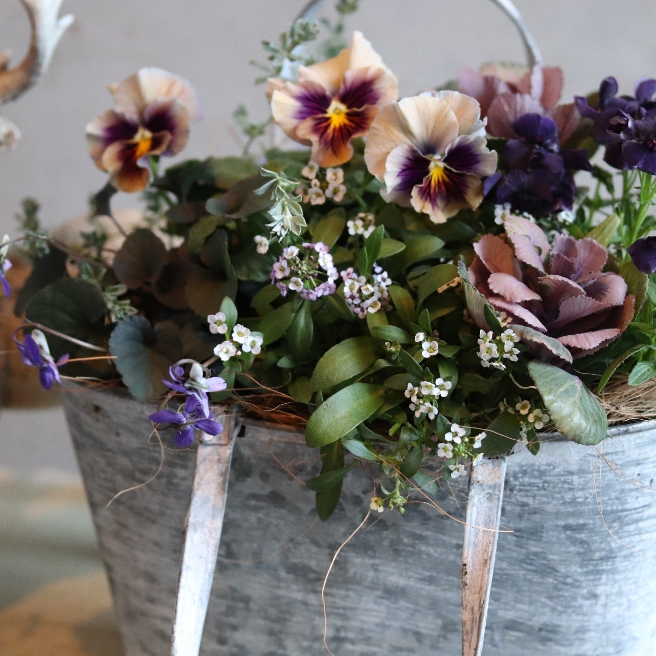 冬から春に楽しむ寄せ植え　和モダンビオラとシックカラーハボタンの北欧風ブリキの寄せ植え　届いてすぐ玄関に飾れる 　プレゼントにもオススメ　