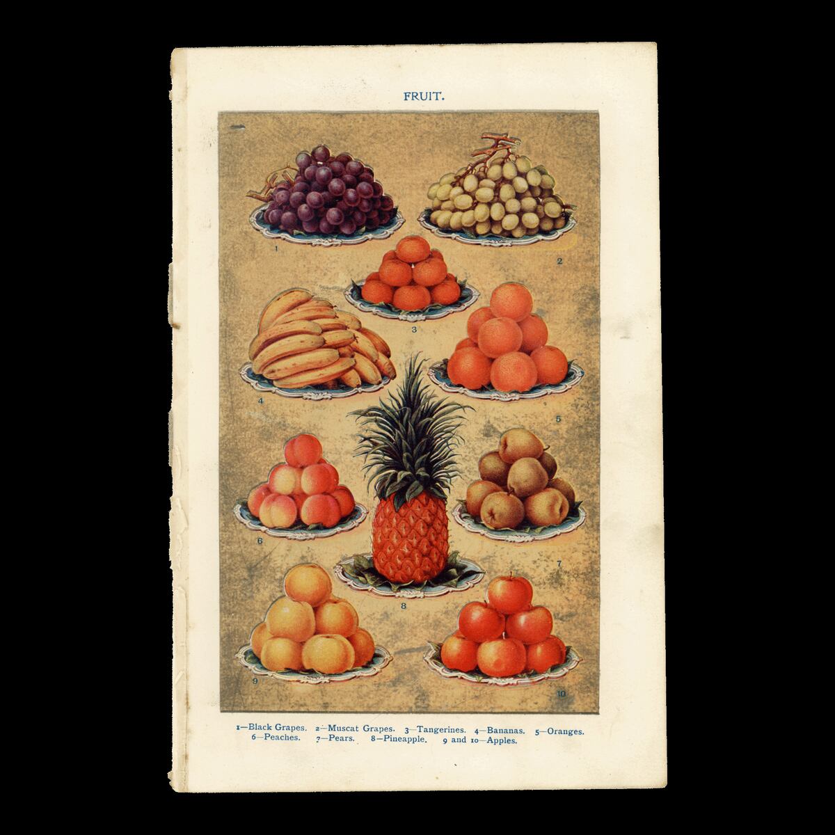 【1914年】英国アンティーク食の図版|果物 FRUIT