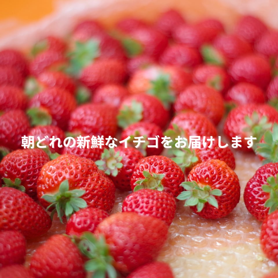 苺風　1225 苺風 1225 苺風 1225 苺風 1225 ゆらゆらいちごのStrawberry Garden | BABY