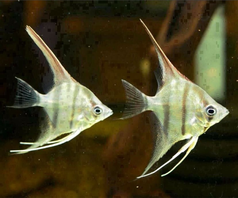 産卵中4匹セット】ネグロアルタムエンゼル サンタイザベル ブリードもの