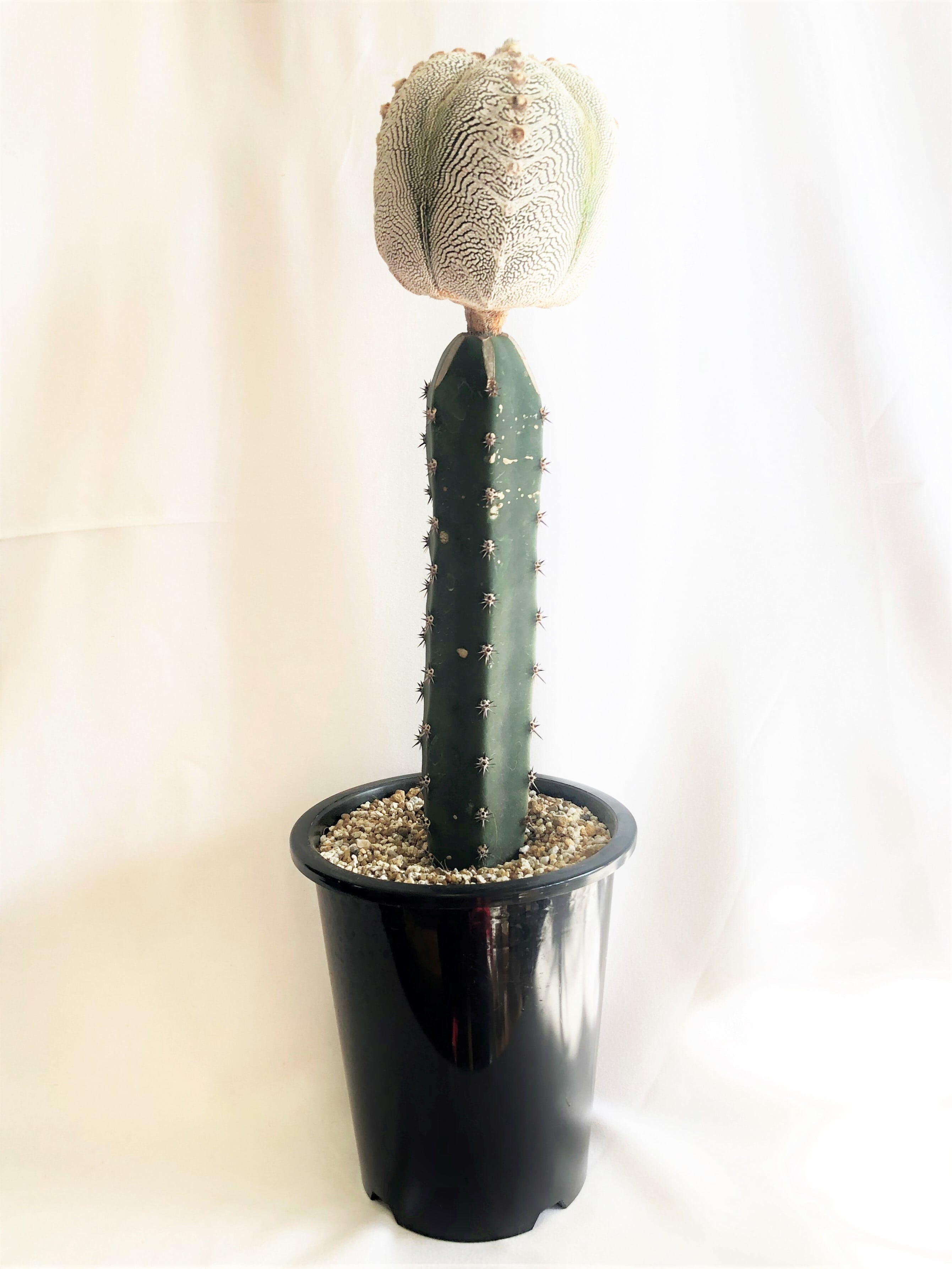 Astrophytum myriostigma 'Onzuka' 恩塚ランポー玉 サボテン 接木