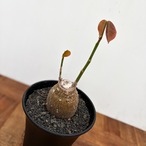 Pseudobombax ellipticum【ボンバックス・エリプチカム・実生】