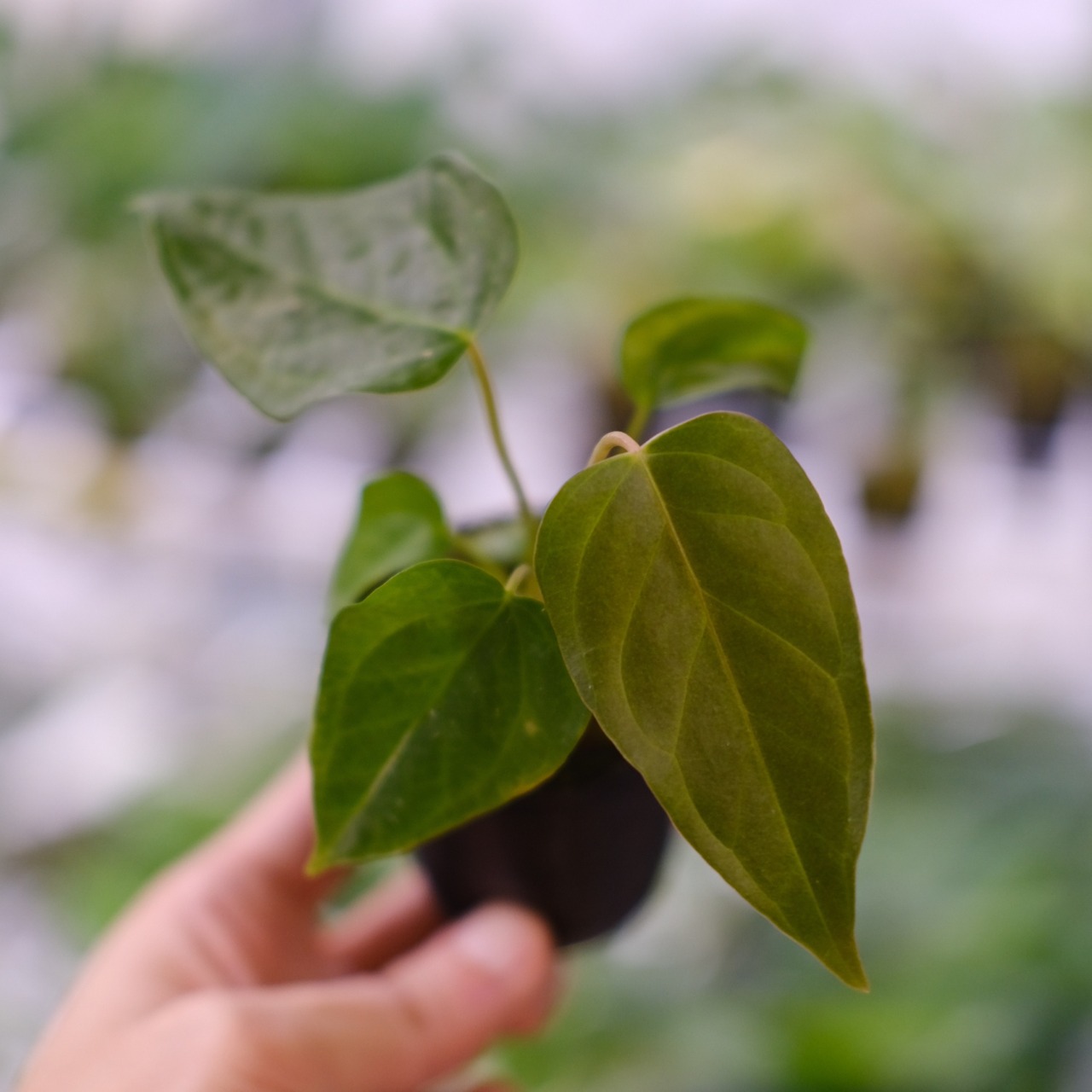 【希少】Anthurium Queen of Heart / アンスリウム クイーン オブ ハート⑦ / 観葉植物<育て方・花言葉>