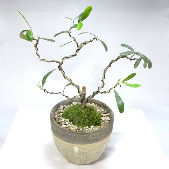 送料無料（沖縄配送） オリーブ 大!盆栽 Oh!Olive Bonsai