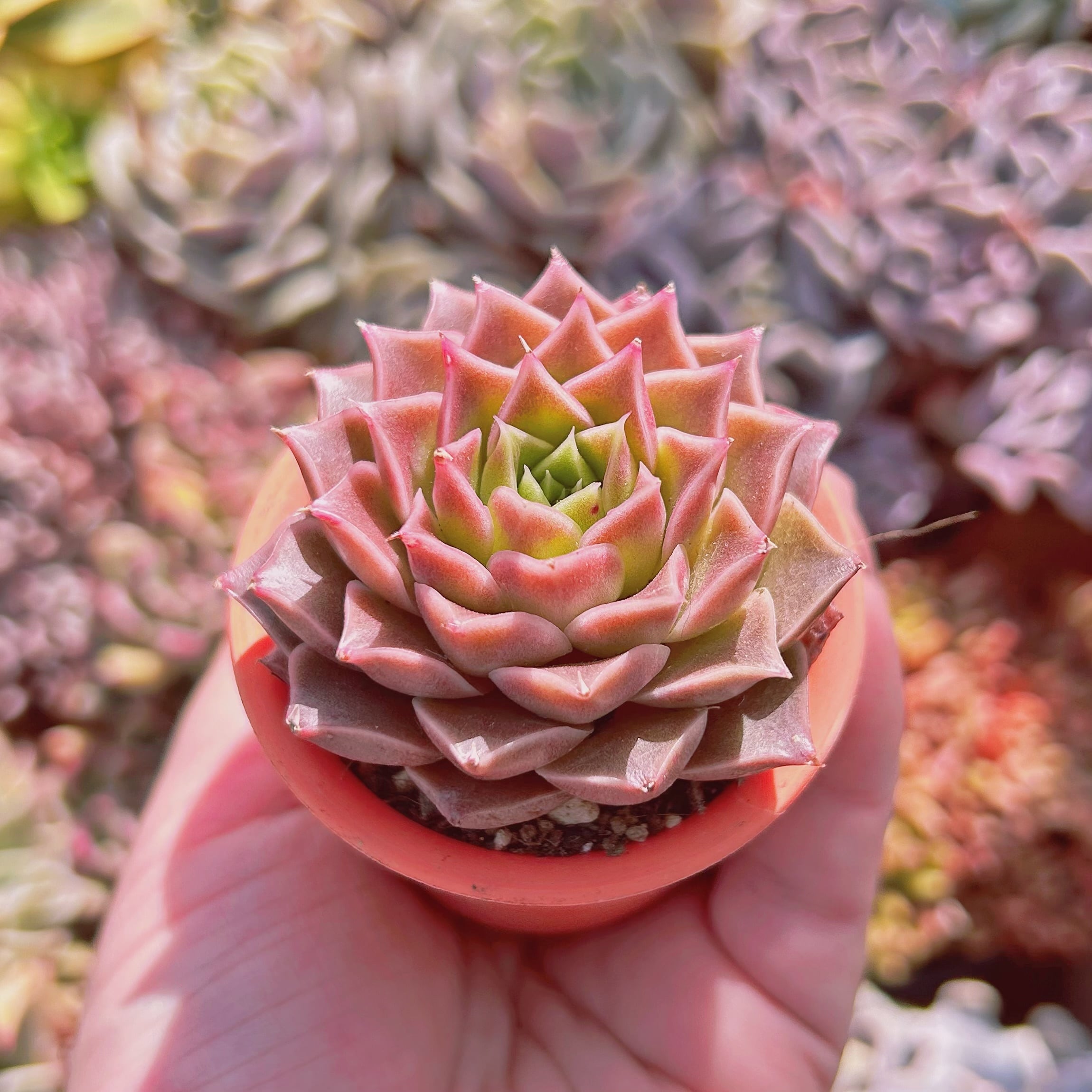 多肉植物 新品種 secret rose | るる農園~多肉植物専門