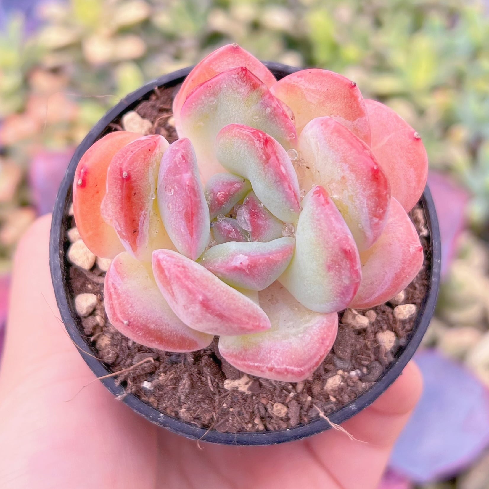 現品　桜フラペチーノ#C53　るる農園