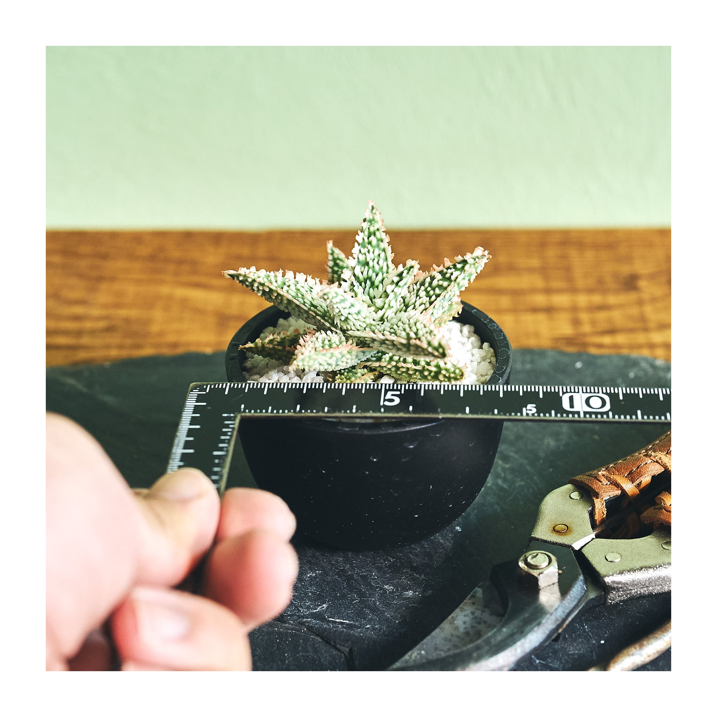 Aloe hybrid アロエ ハイブリッド hy1 | いい日あたり Aloe hybrid アロエ ハイブリッド hy1 | いい日あたり