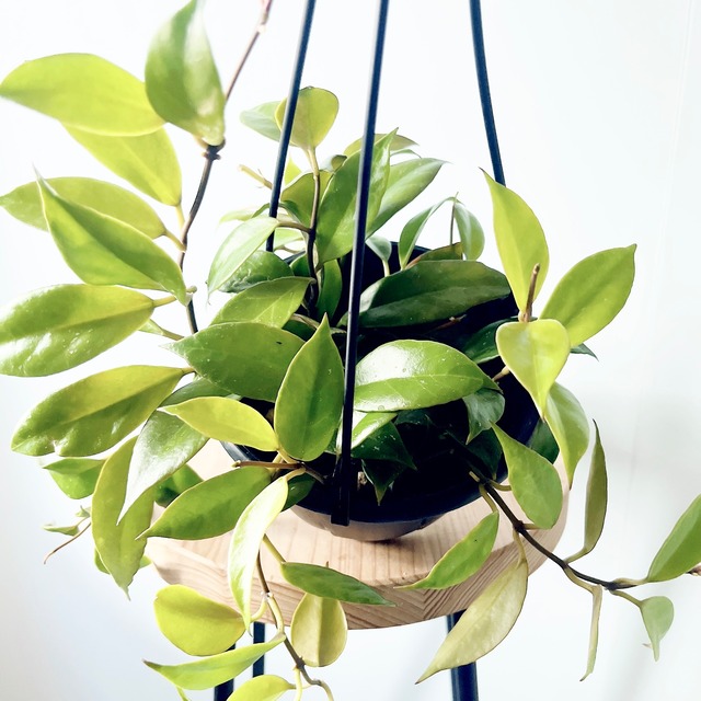 《暑さに強い》リプサリス ハンギング 観葉植物 calm cafe