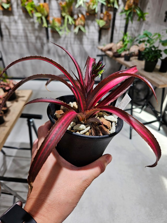 cryptobergia Red Burst variegated  【artPLANTs/PLANTS GARAGE】 クリプタンサス/ブロメリア
