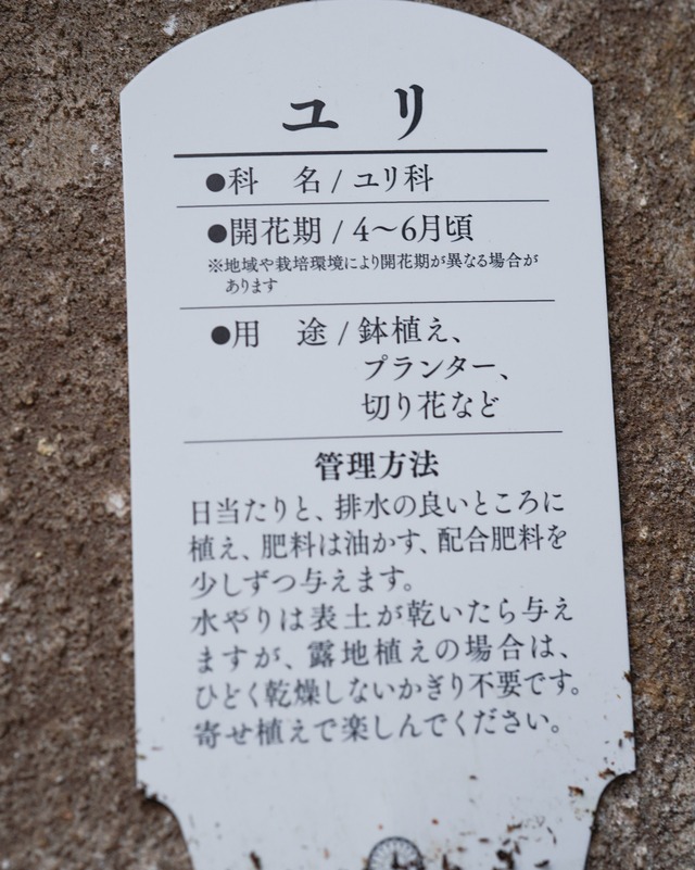 バイモユリ　黄緑色　 １球植え　