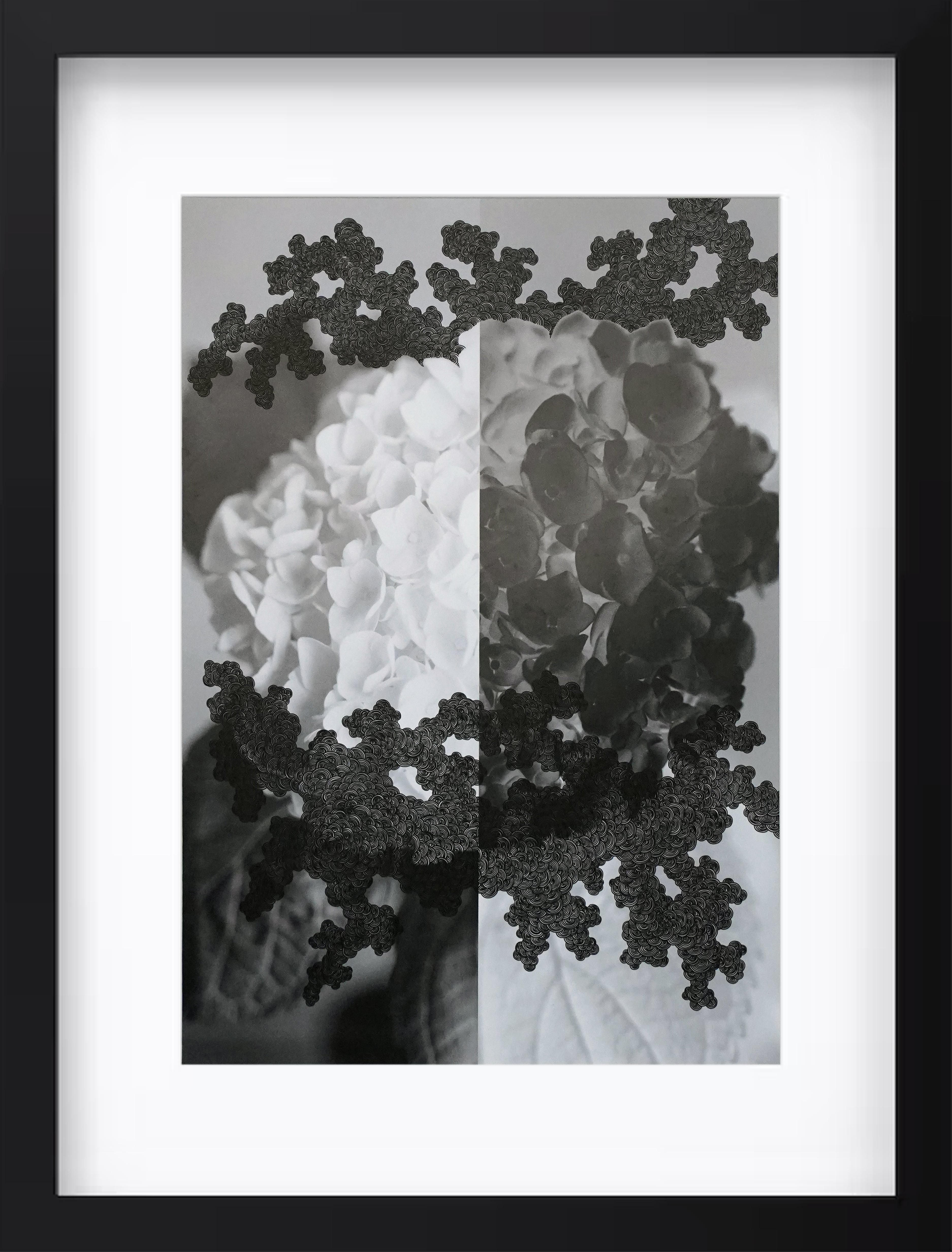 紫陽花"優しさと無情"#3