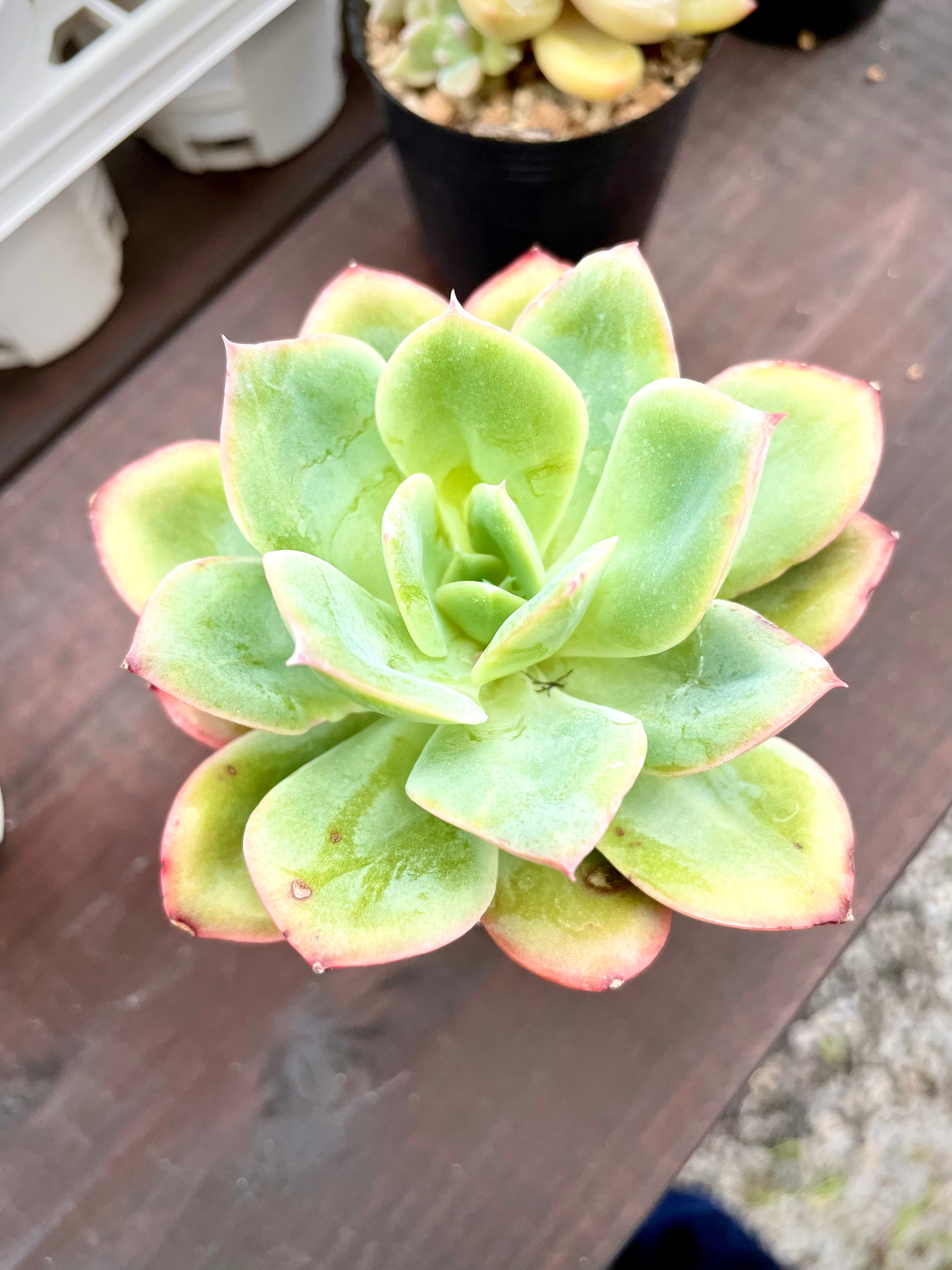 今期最後の大特価❗️ルエラ❣️多肉植物‼️エケベリア❣️ | 多肉
