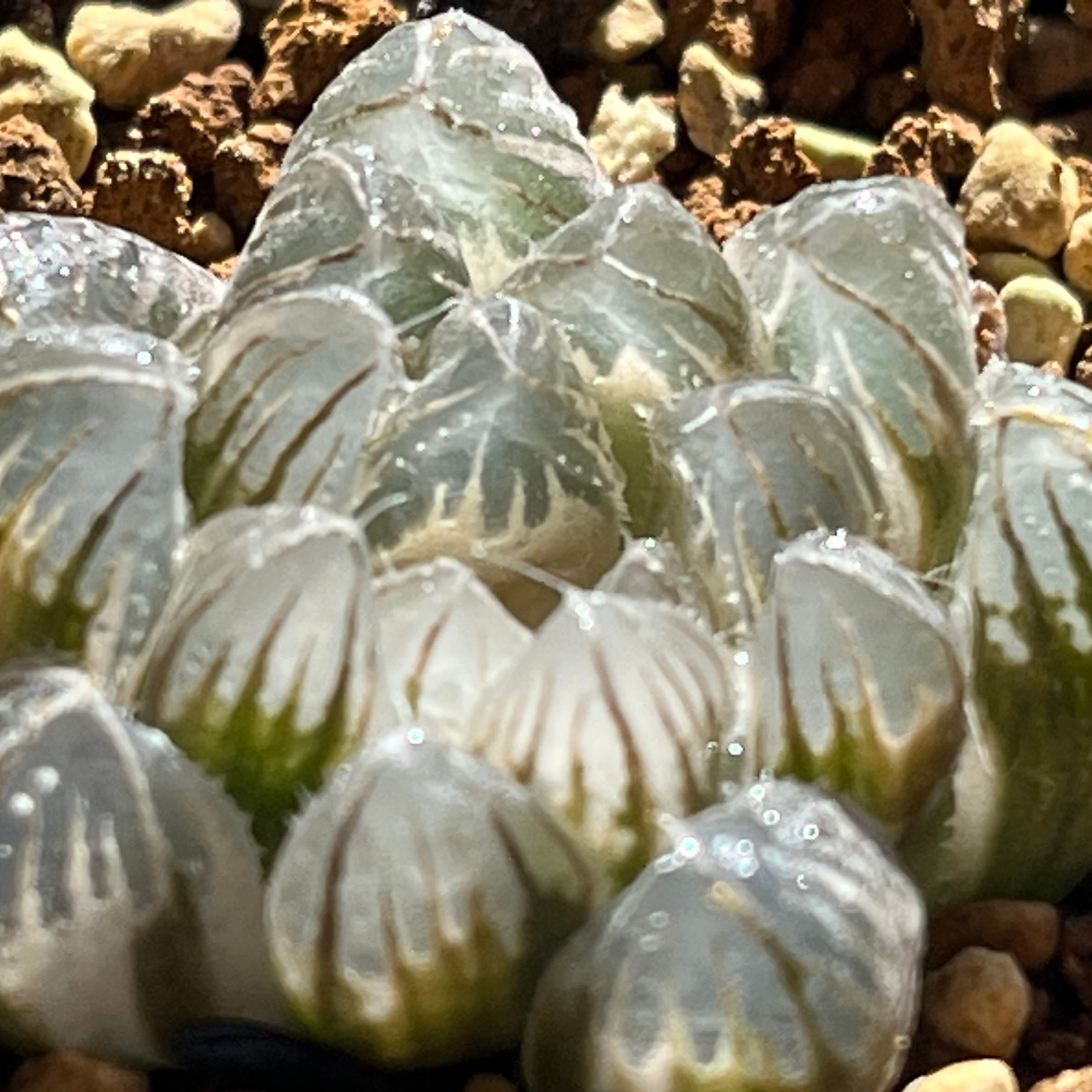 ハオルチア オブツーサ錦 竜珠 糊斑 | mocono_plants