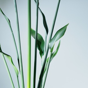 ストレリチア ユンケア  4号鉢 【No.0086】