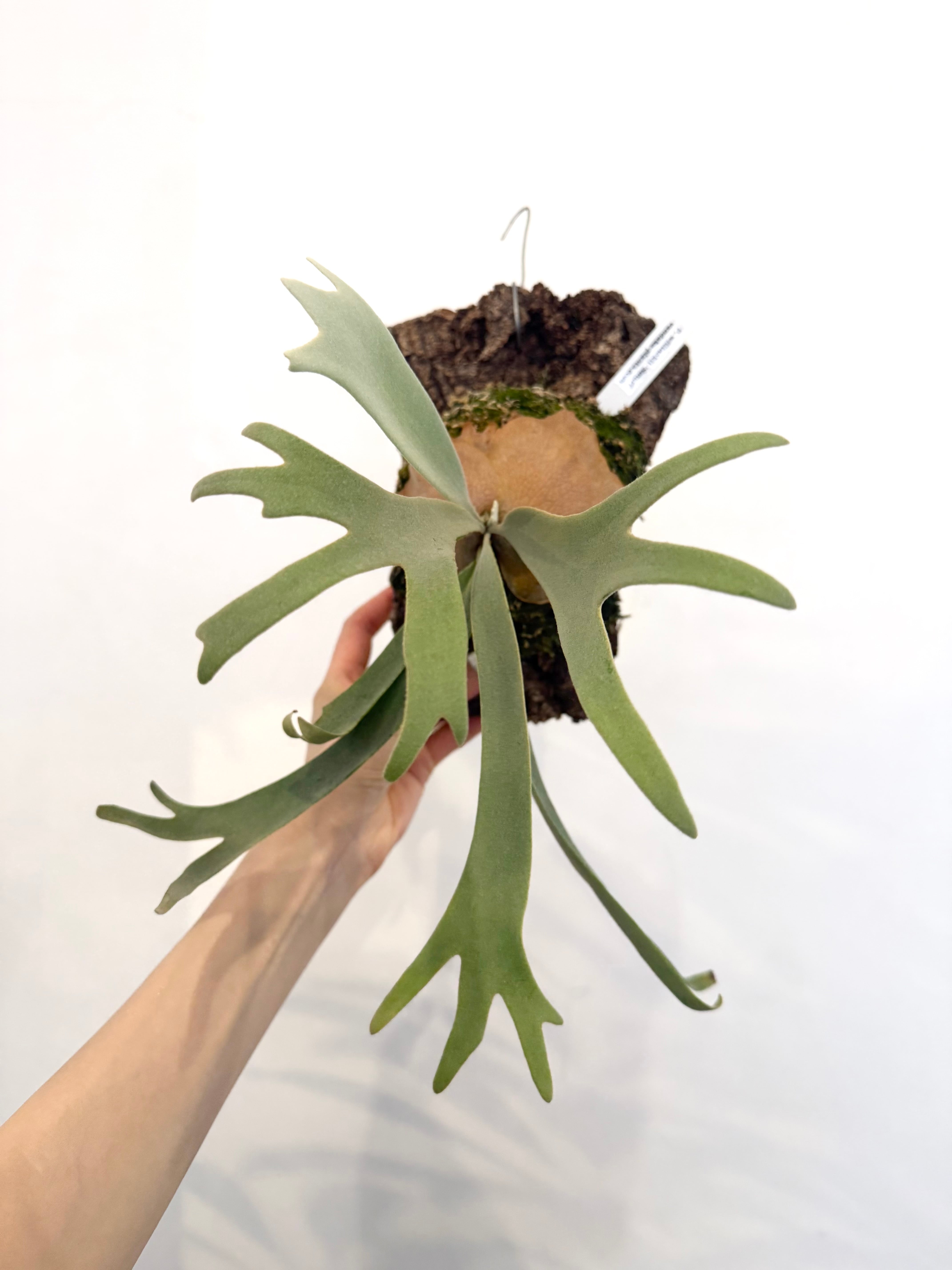 a) P. willinckii 'Smurf' ビカクシダ ウィリンキー 'スマーフ