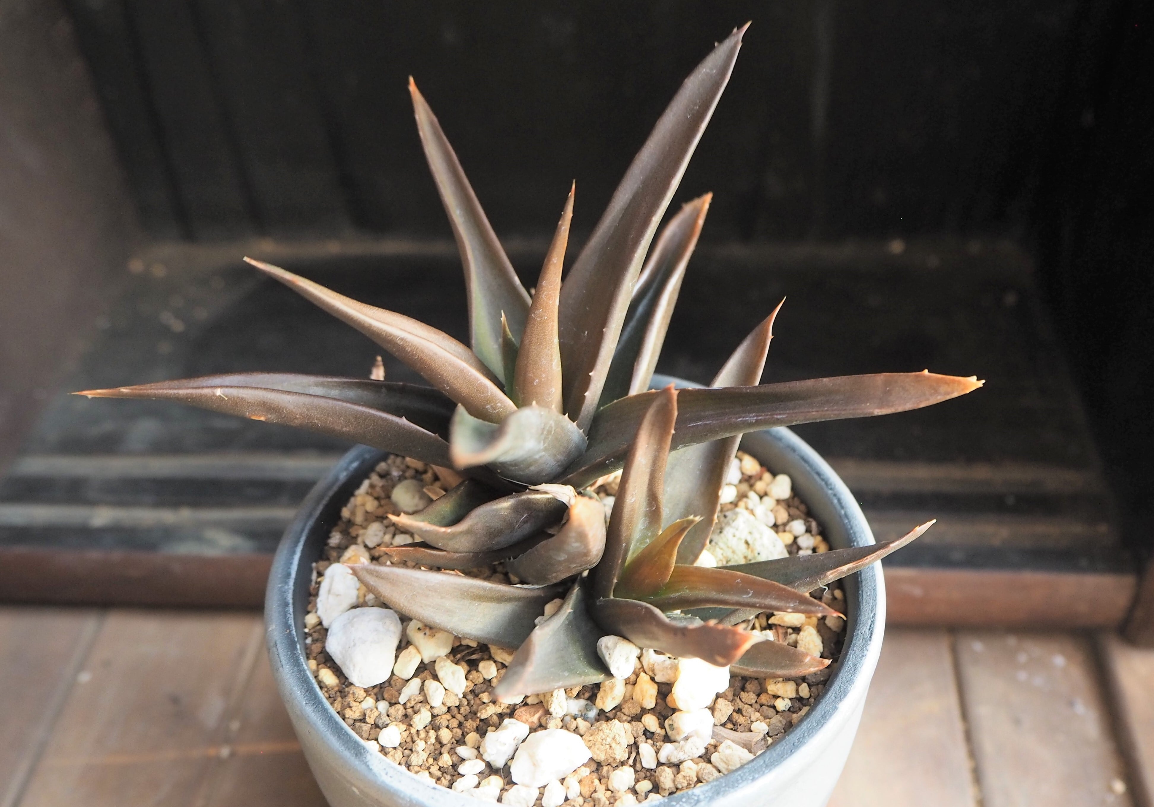 アロエハイブリッド アロエハイブリッド