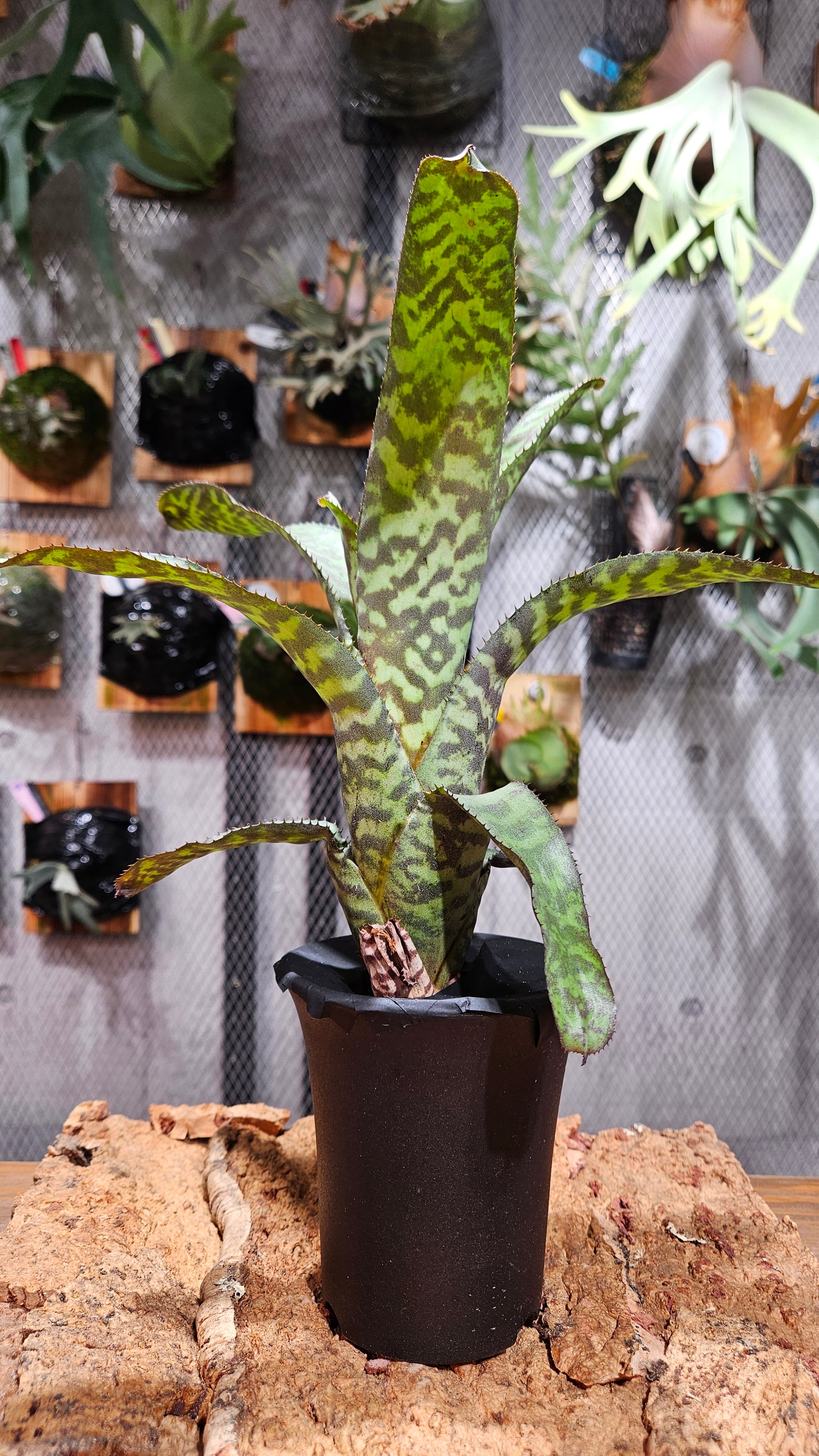 Sansevieria lav.23251 Variegata 【artPLANTs】サンスベリア