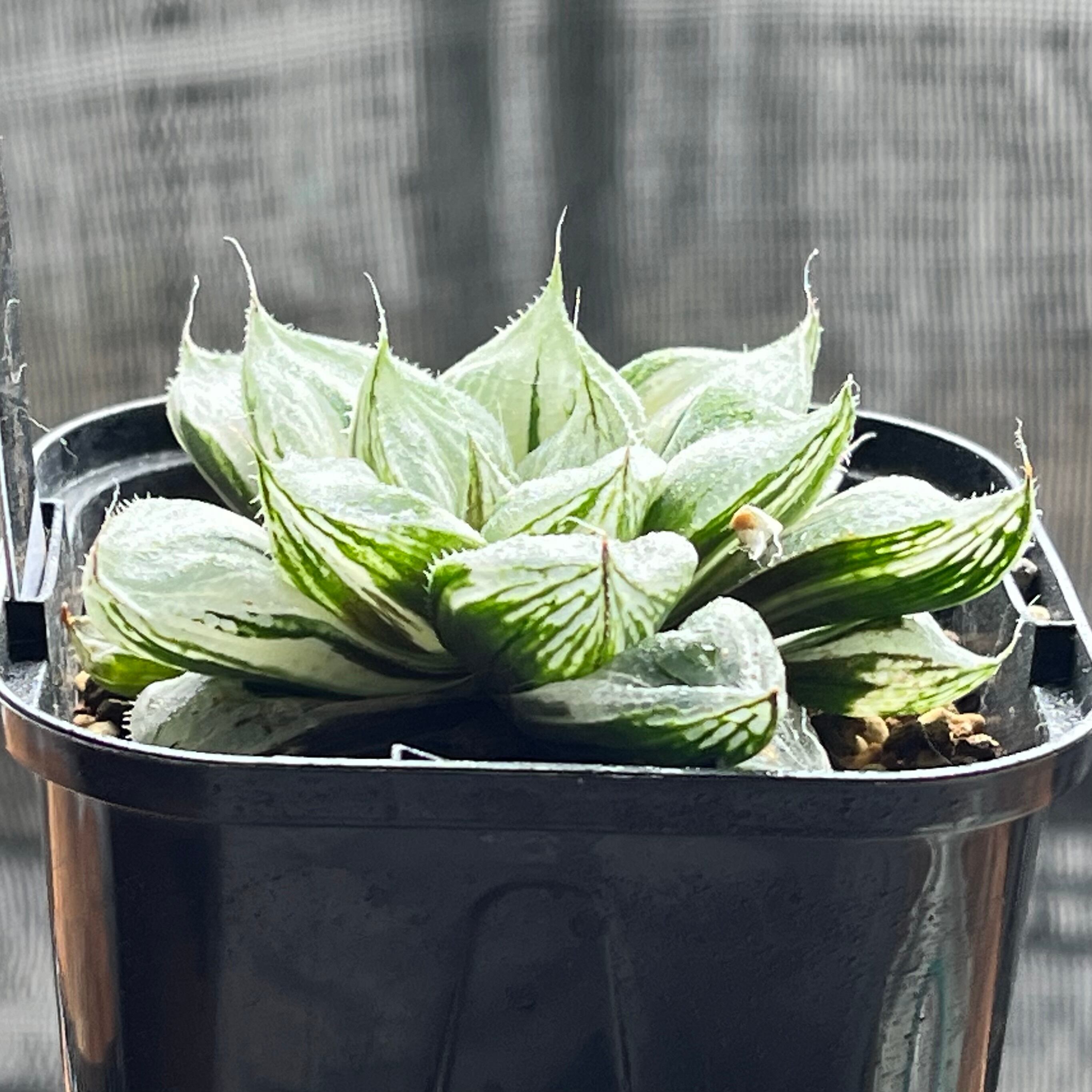 ハオルチア 三仙寿錦 | mocono_plants