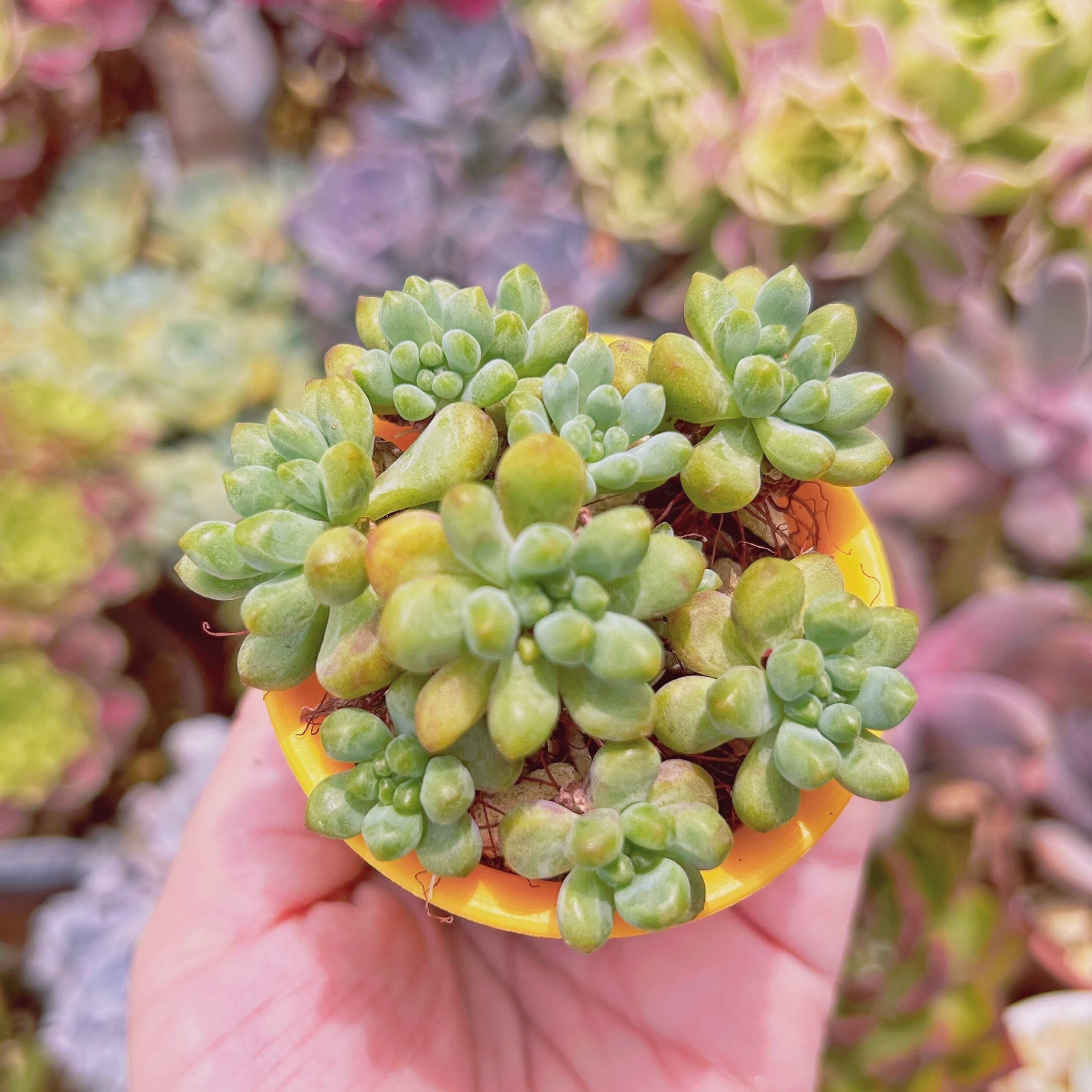 現物　多肉植物　虹の森　抜き苗
