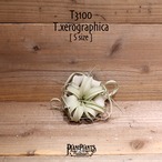 【送料無料】キセログラフィカ S〔エアプランツ〕現品発送T3100