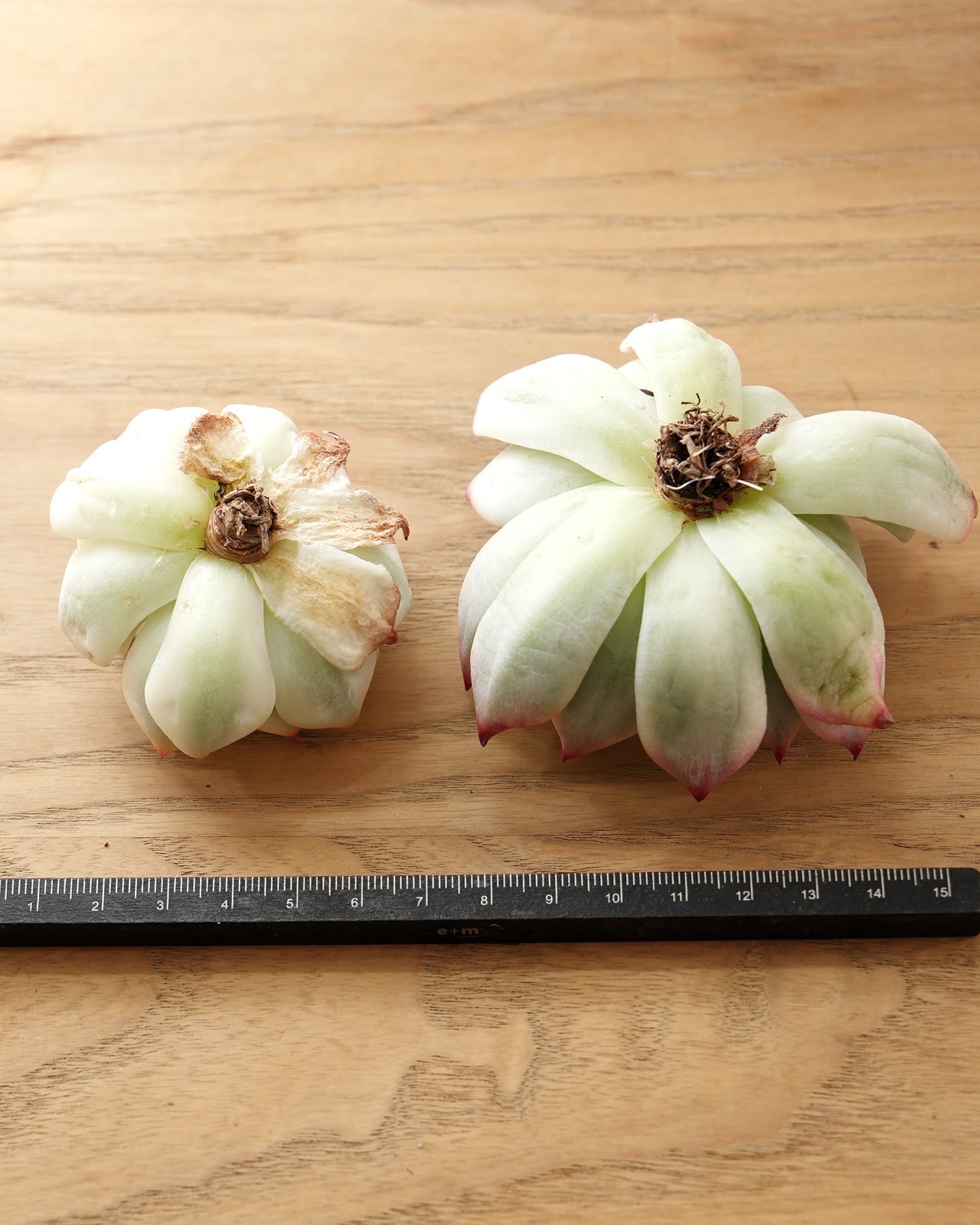 カット苗 チワワエンシス 全周斑 S Echeveria chihuahuaensis 'Yin Yang Variegated'