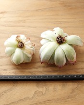 カット苗 チワワエンシス 全周斑 S Echeveria chihuahuaensis 'Yin Yang Variegated'