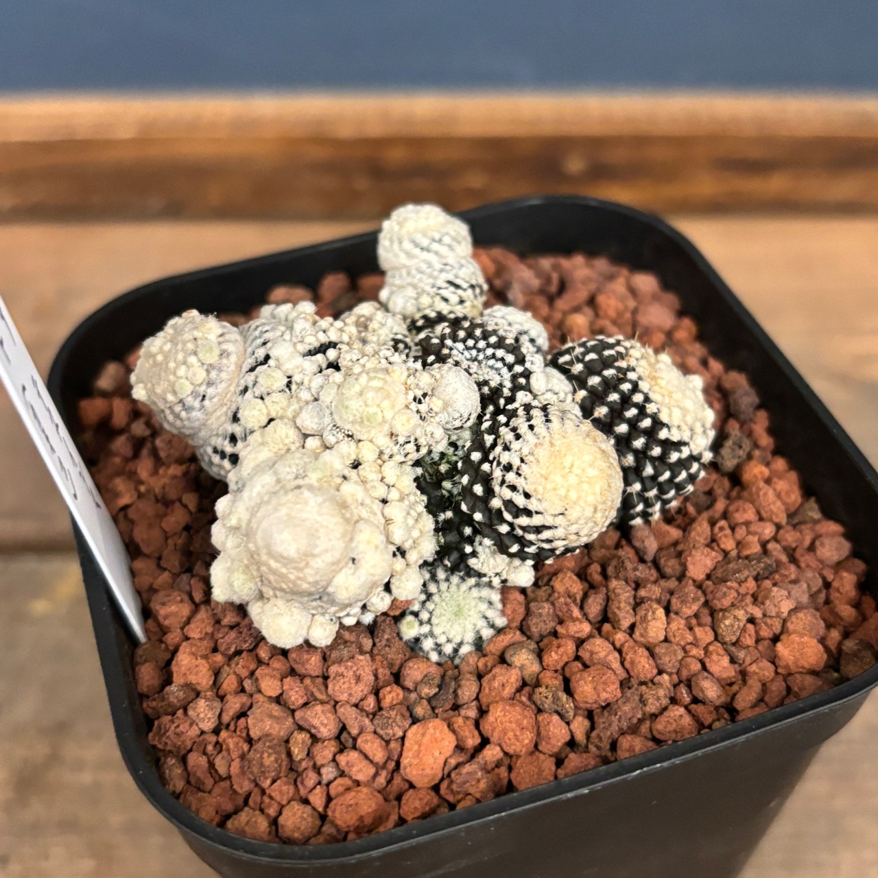 サボテン コピアポア テヌイシマ モンスト カキコ【682】