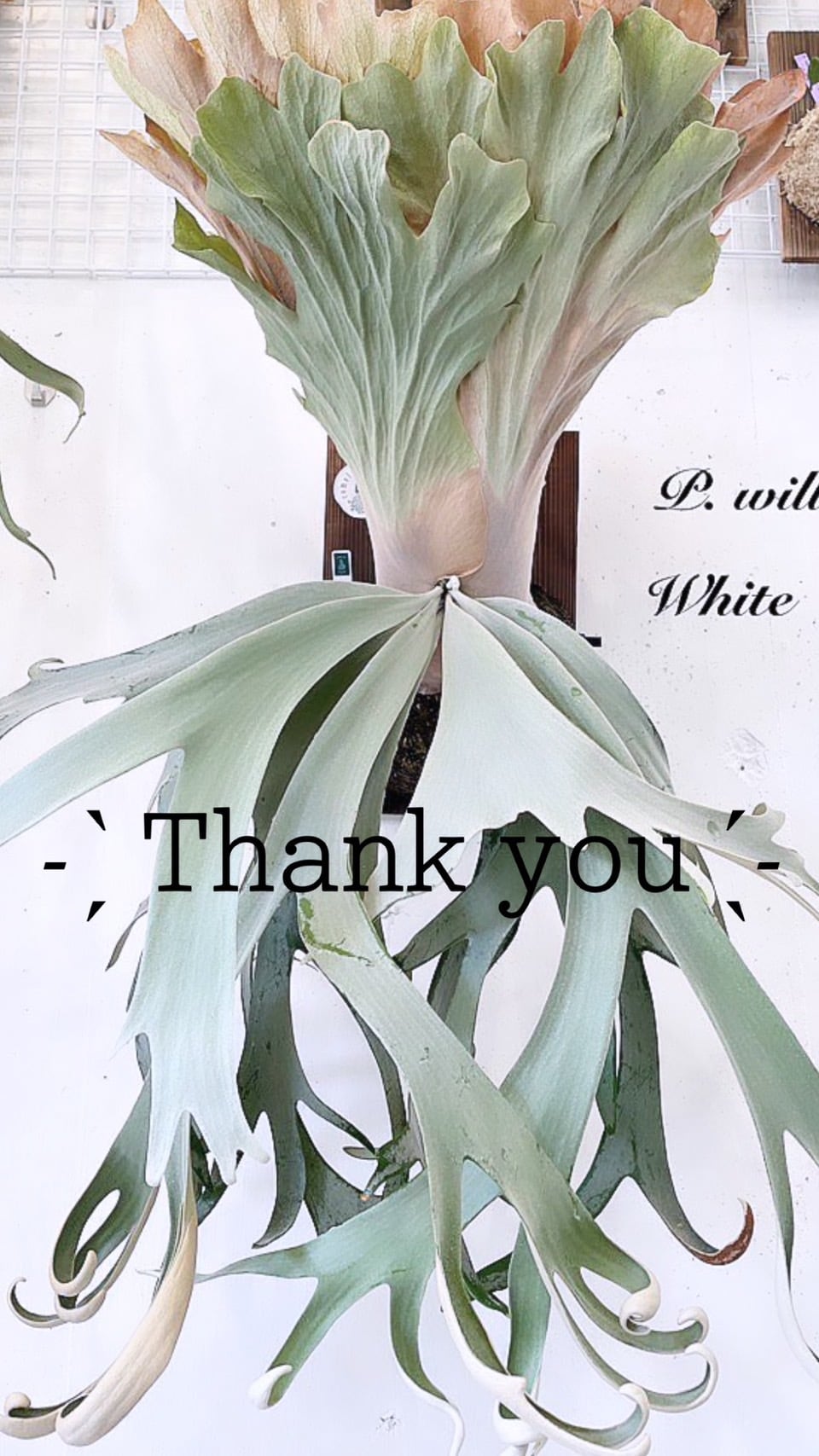 OIOI Kenwood KRF-V7030 アンプ 本体 OIOI Kenwood KRF-V7030 アンプ