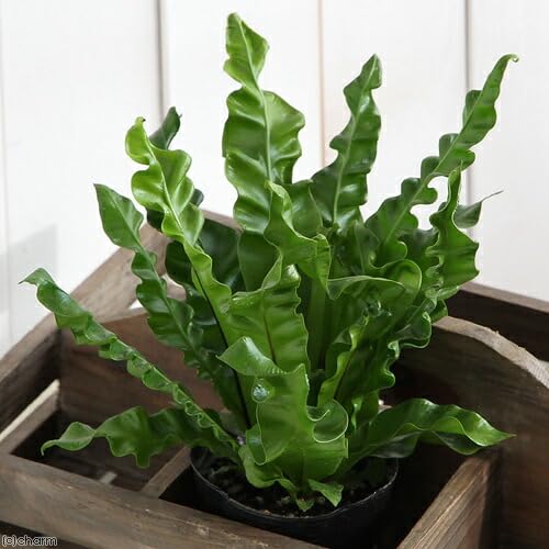 脇芽アリ】アロカシア ワトソニアナ ピンク斑入り Alocasia watsoniana