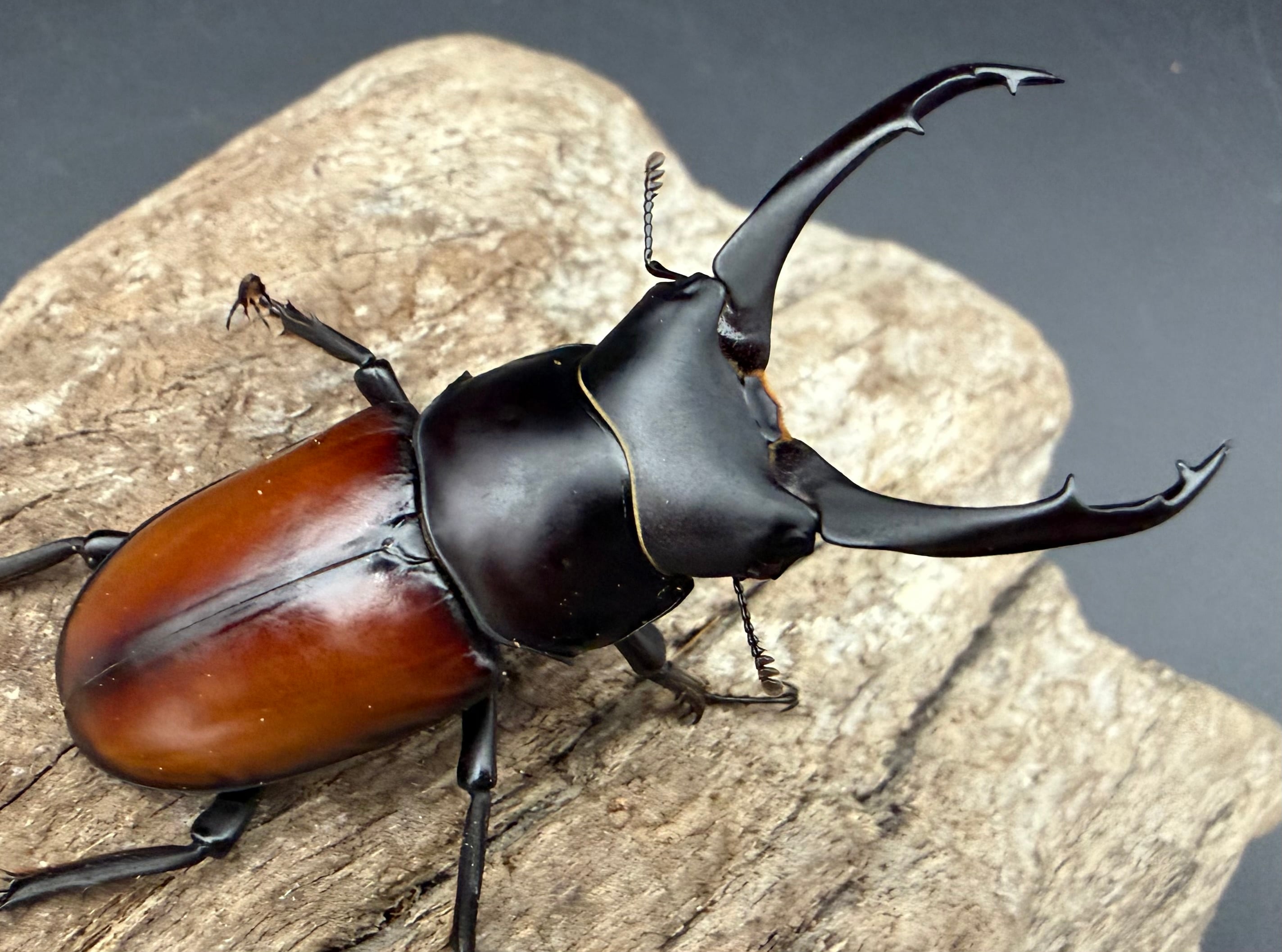 コクワガタの仲間 | KPW公式オンラインショップ