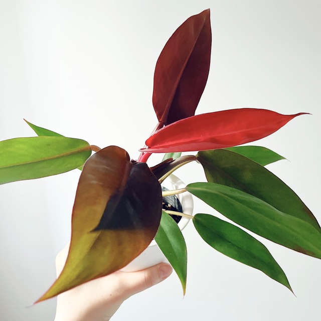 《希少》フペルジア カリナータ スロイソン ハンギング 観葉植物 calm cafe