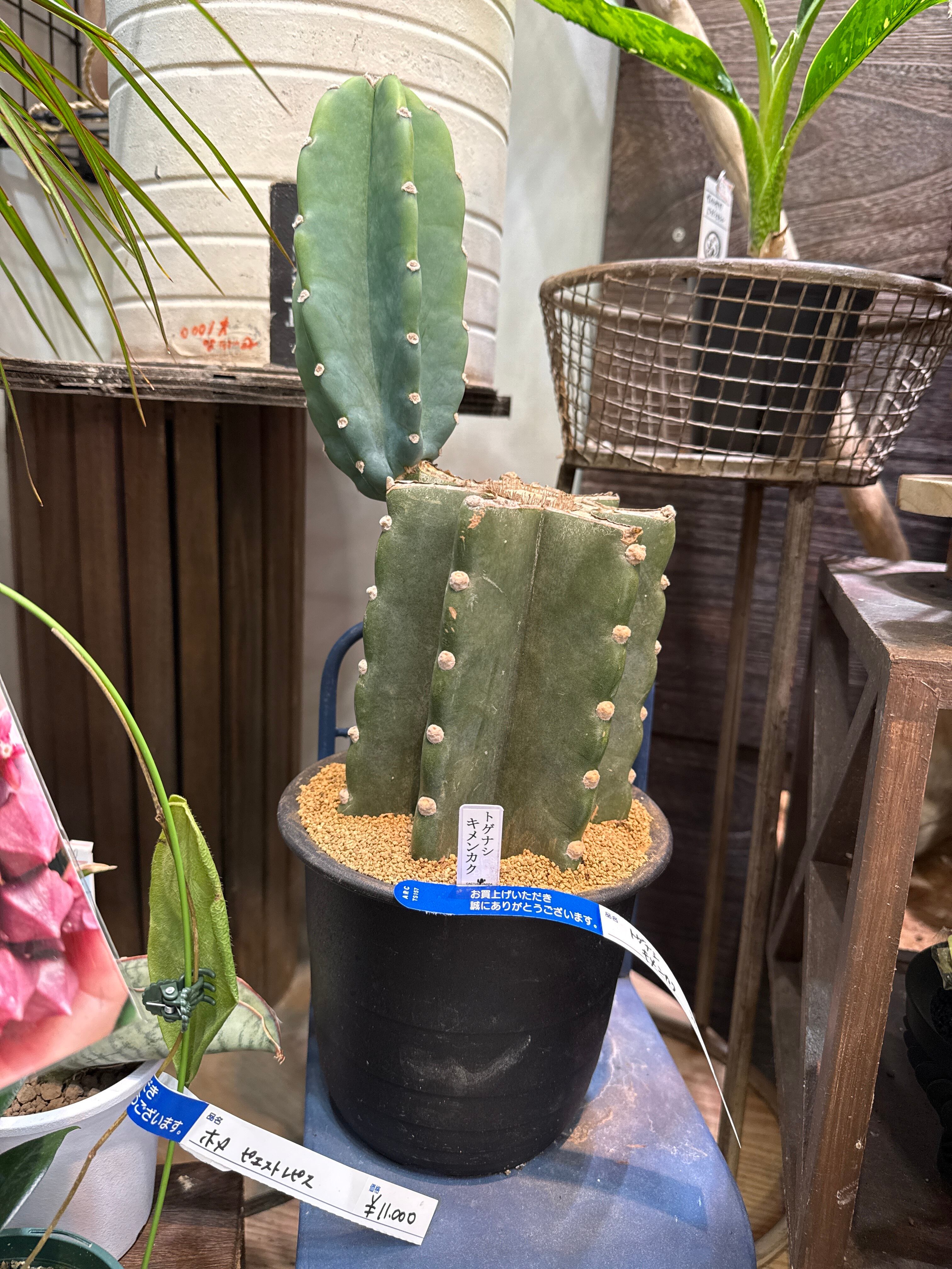 トゲなしサボテン (柱サボテン) | Gardenえん 【観葉熱帯植物】