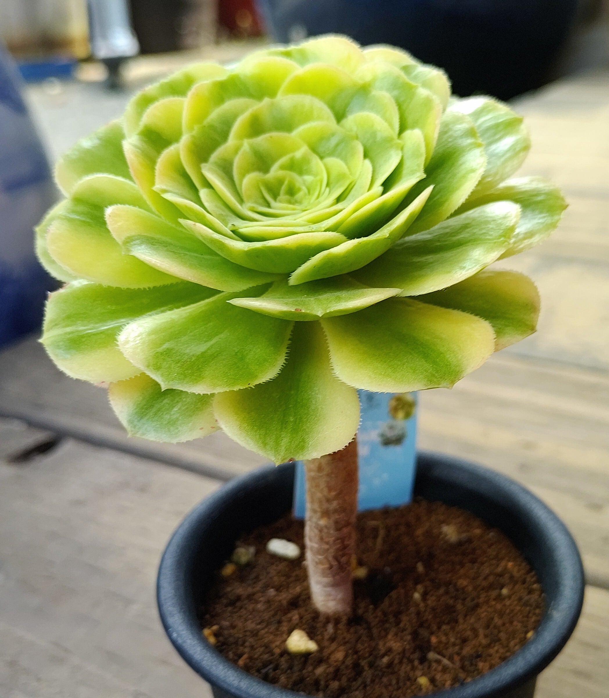 碧玉(アエオニウム) | RuPo 多肉植物専門店