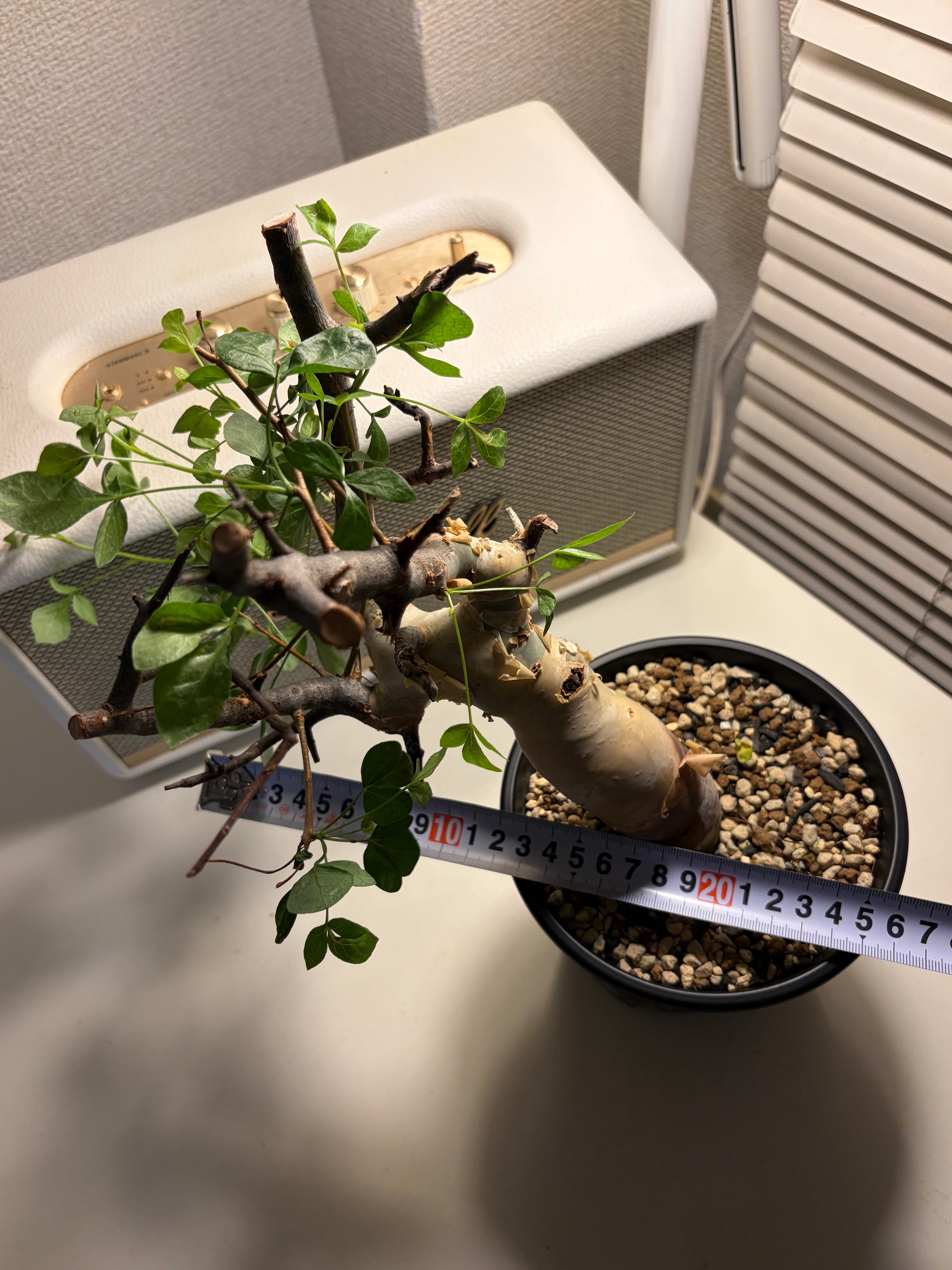 コミフォラ カタフ ピュアソマリア Commiphora アデニア アクレアータ