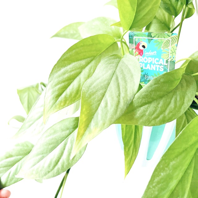 エピプレムナム ピナツム セブブルー 観葉植物 calm cafe