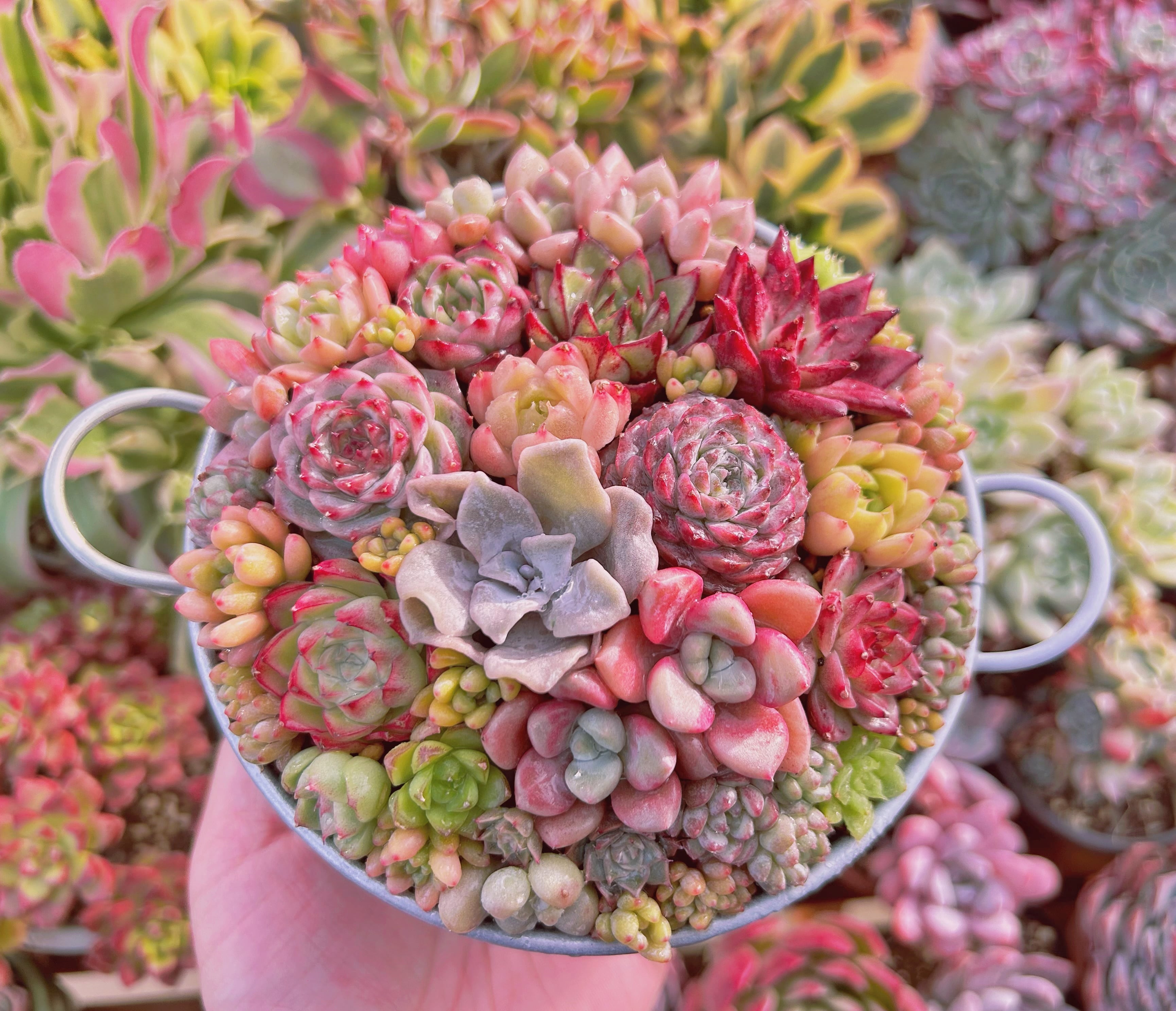 寄せ植え用セット(群生入り) るる農園 | るる農園~多肉植物専門