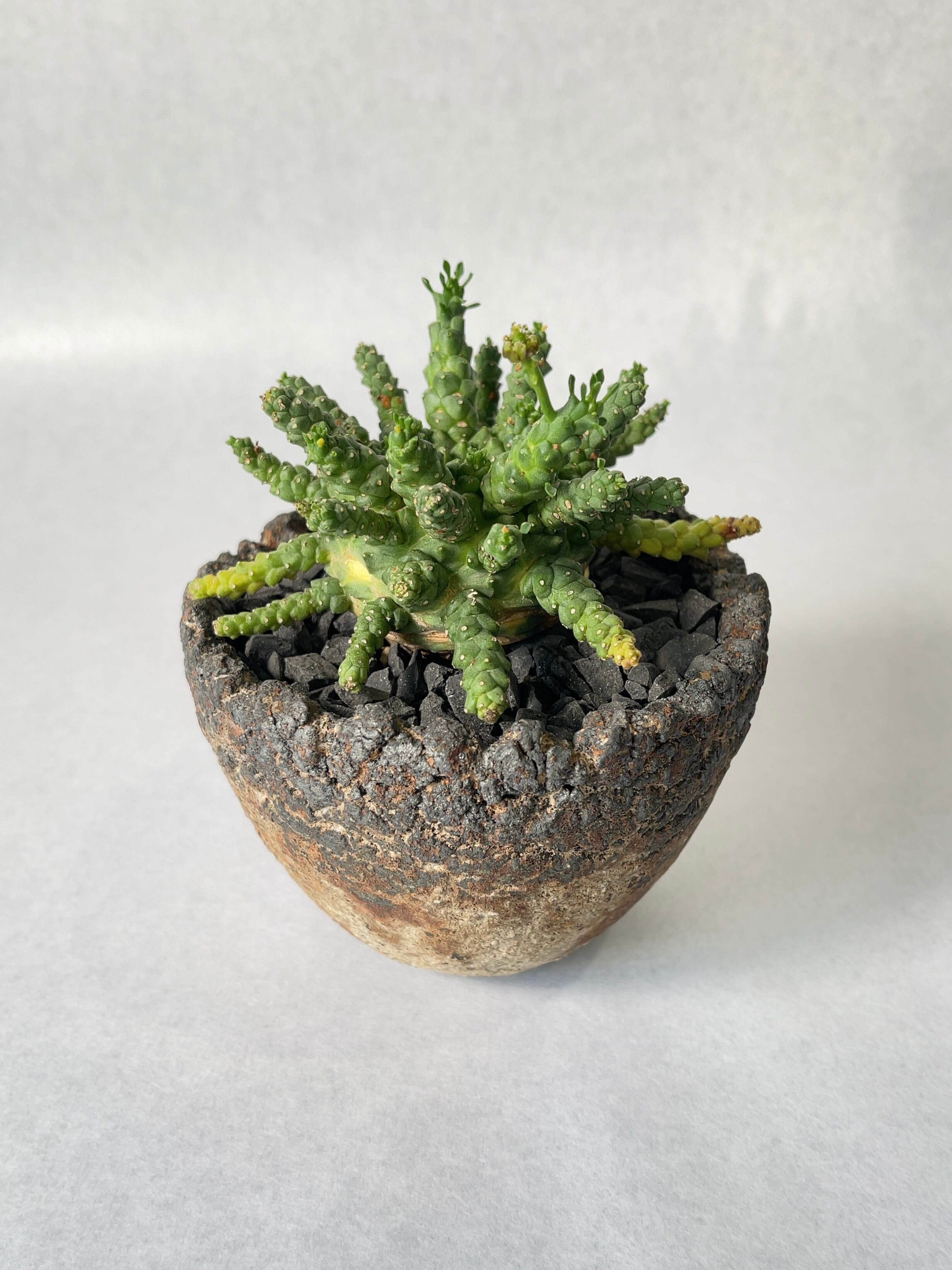 ユーフォルビア・ゴルゴニス | trigger