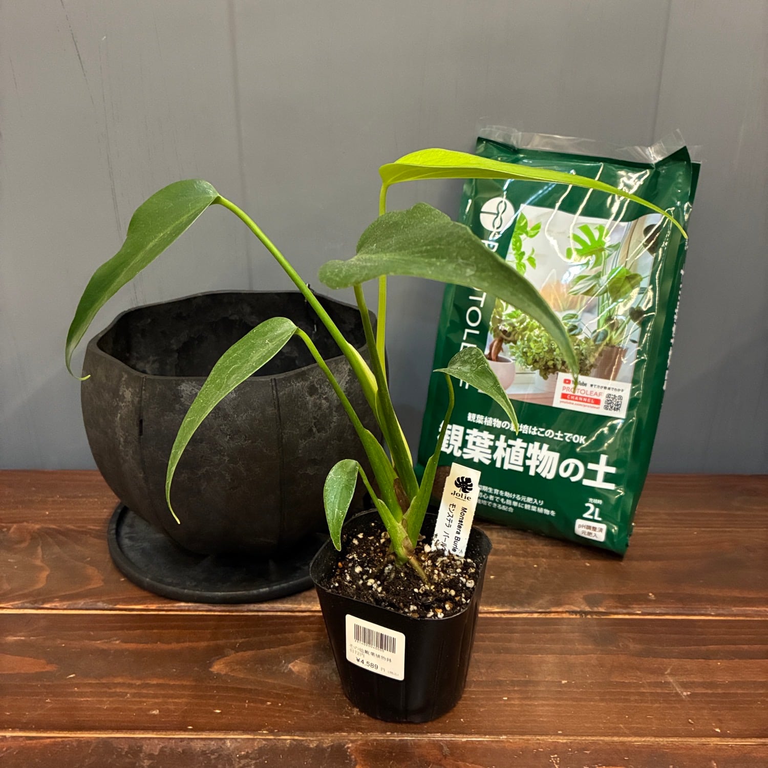 秋の植え替えフェア対象】【セット】モンステラ バールマルクス