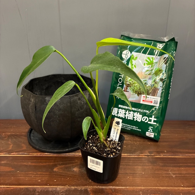 【秋の植え替えフェア対象】【セット】モンステラ　バールマルクス　フレーム