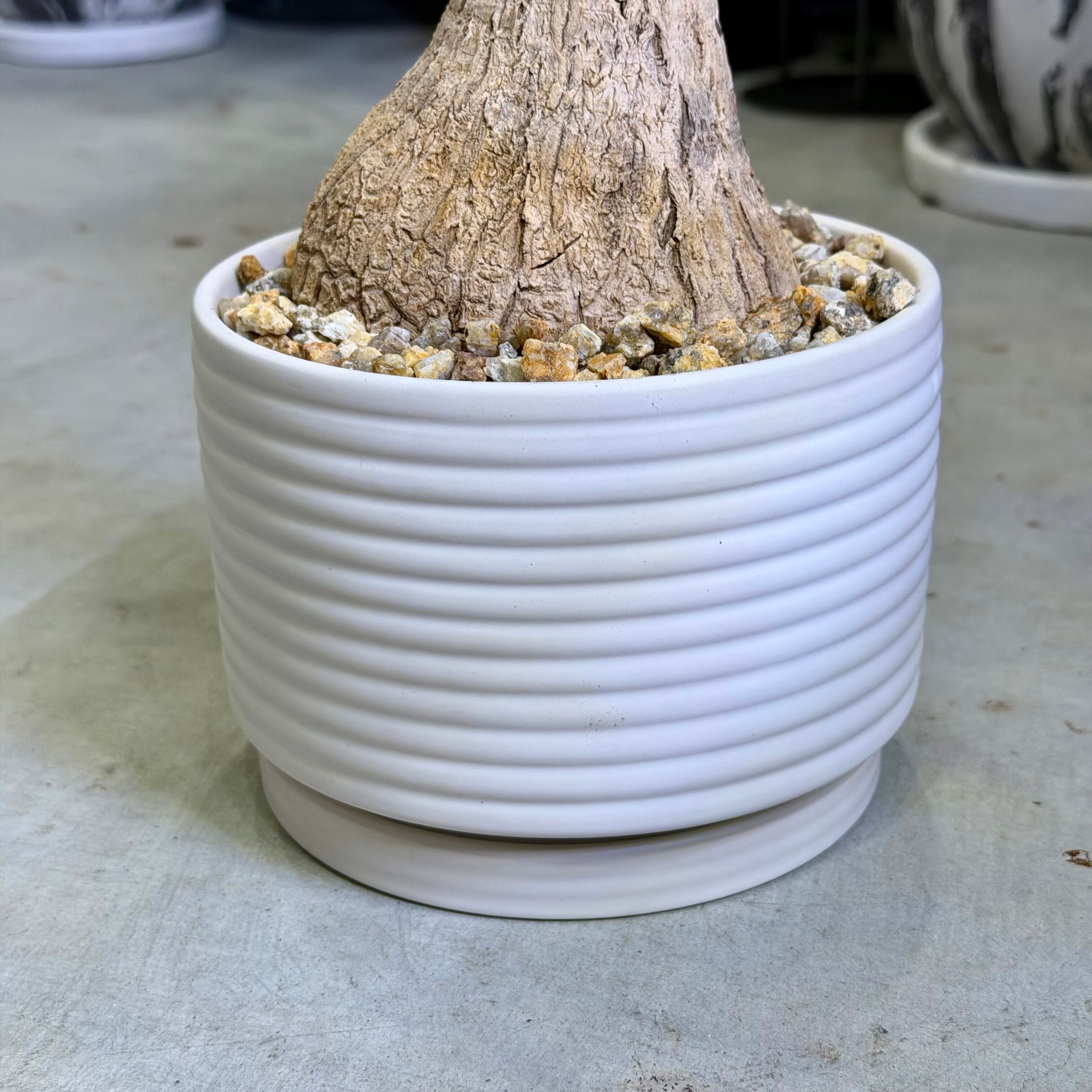 ノリナ・ポニーテール | barrelplants_BONSAI
