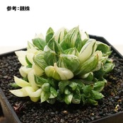 抜き苗 宝草錦 上斑 Haworthia cuspidata f.variegata