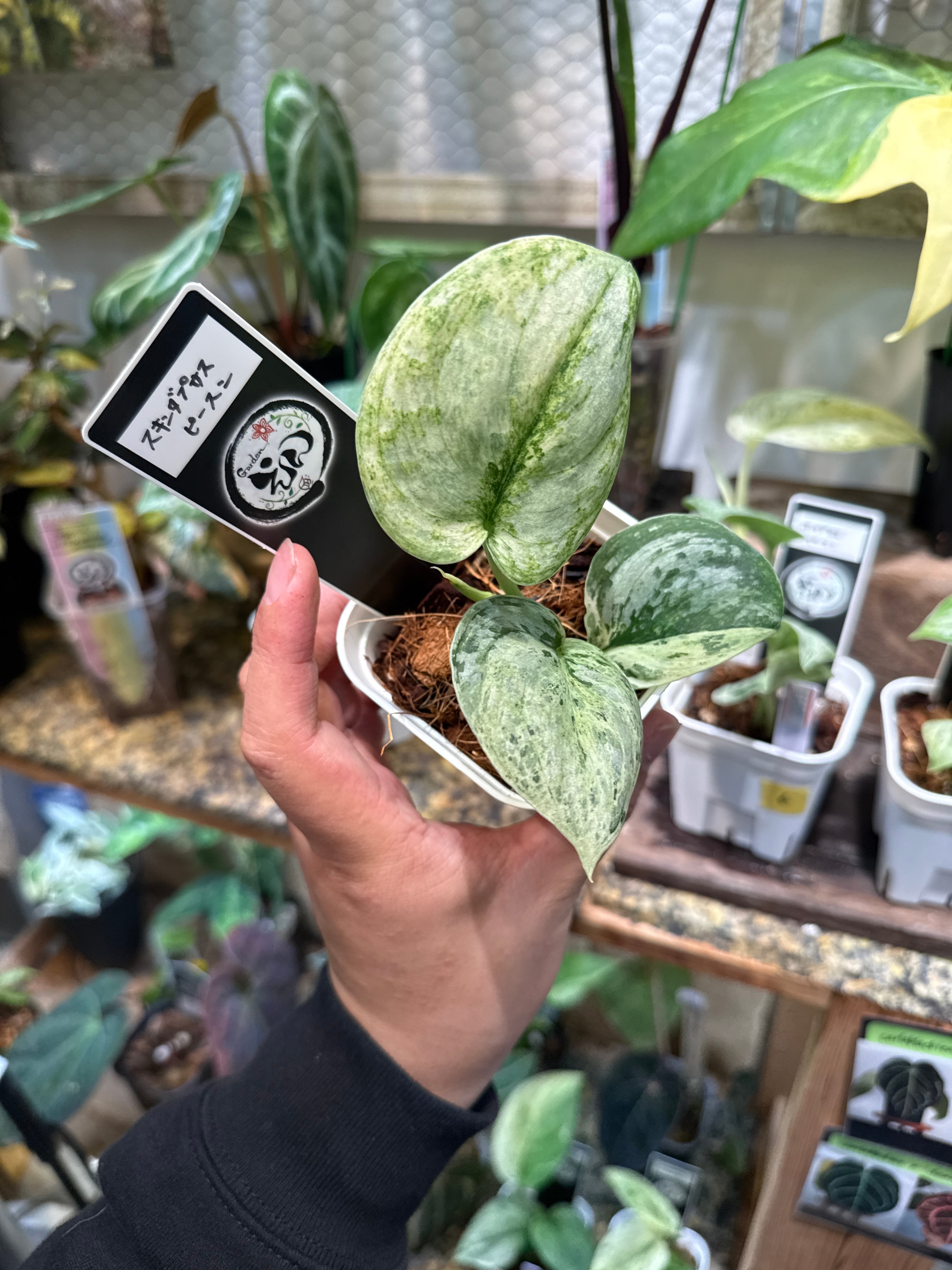 ④ スキンダプサス ピースン | Gardenえん 【観葉熱帯植物】