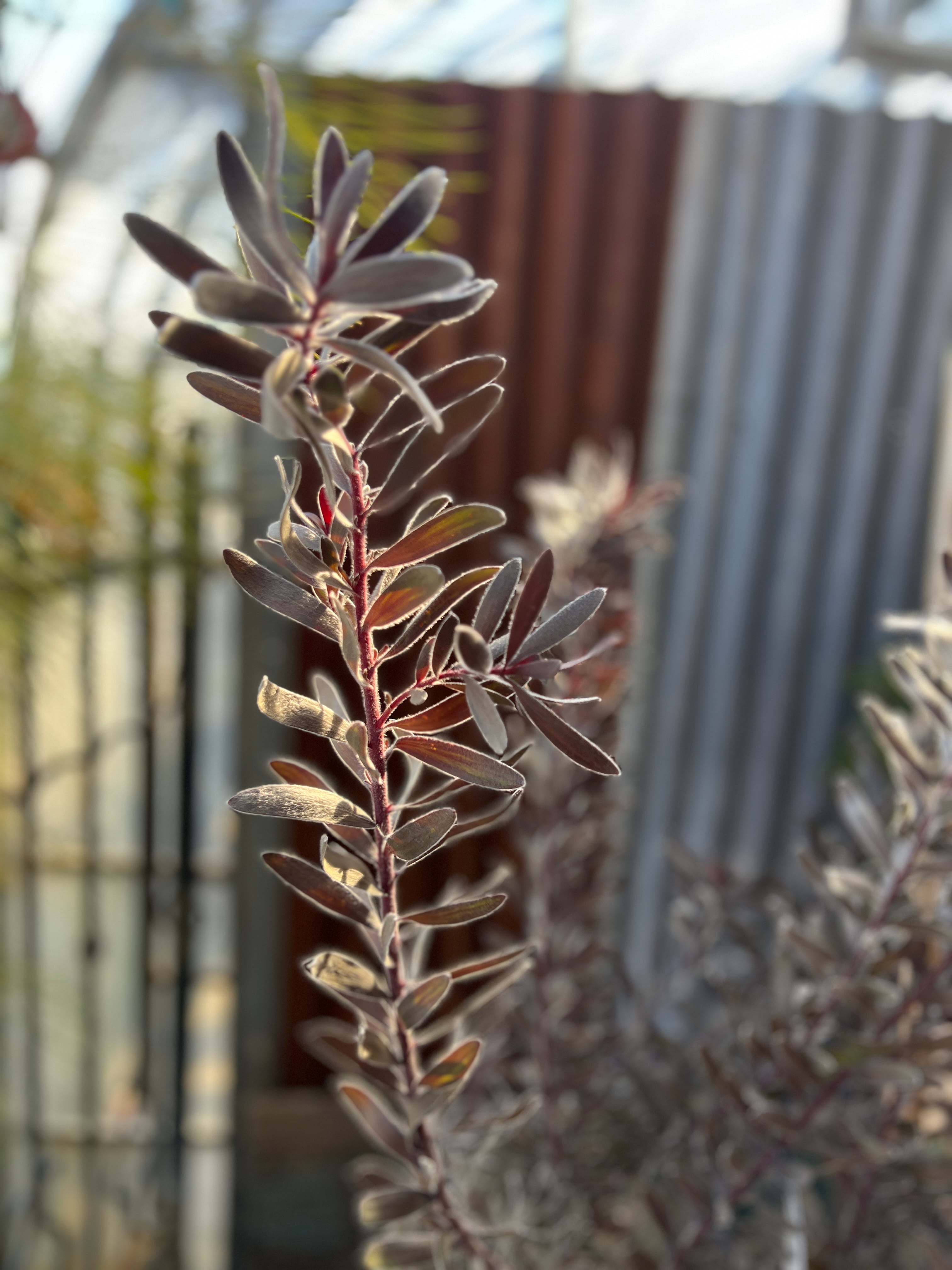 リューカデンドロンデュリフ　特大株 リューカデンドロン デュリフ（特大） | 沼ノ上農園