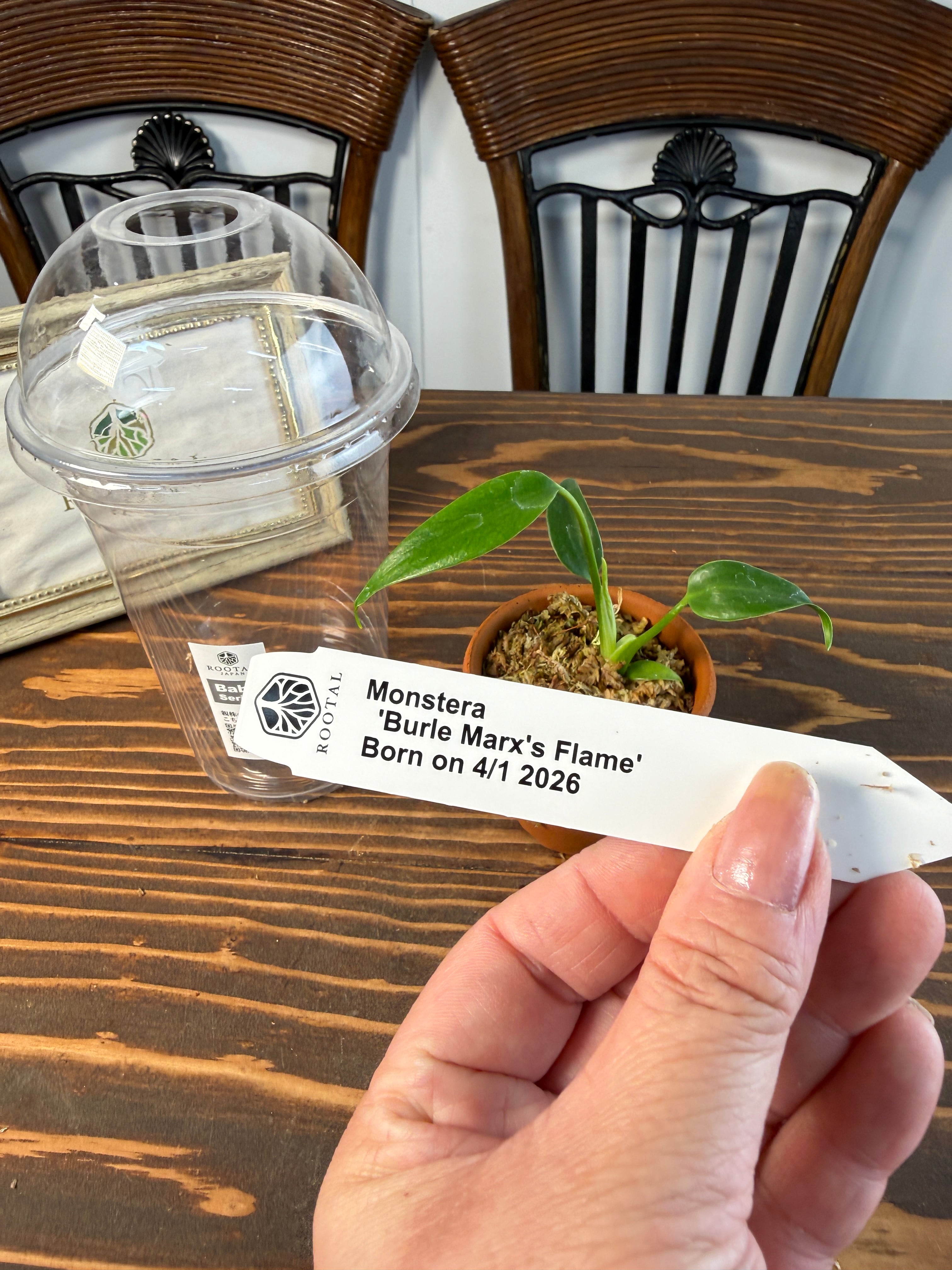 SALE | ROOTALPLANTS